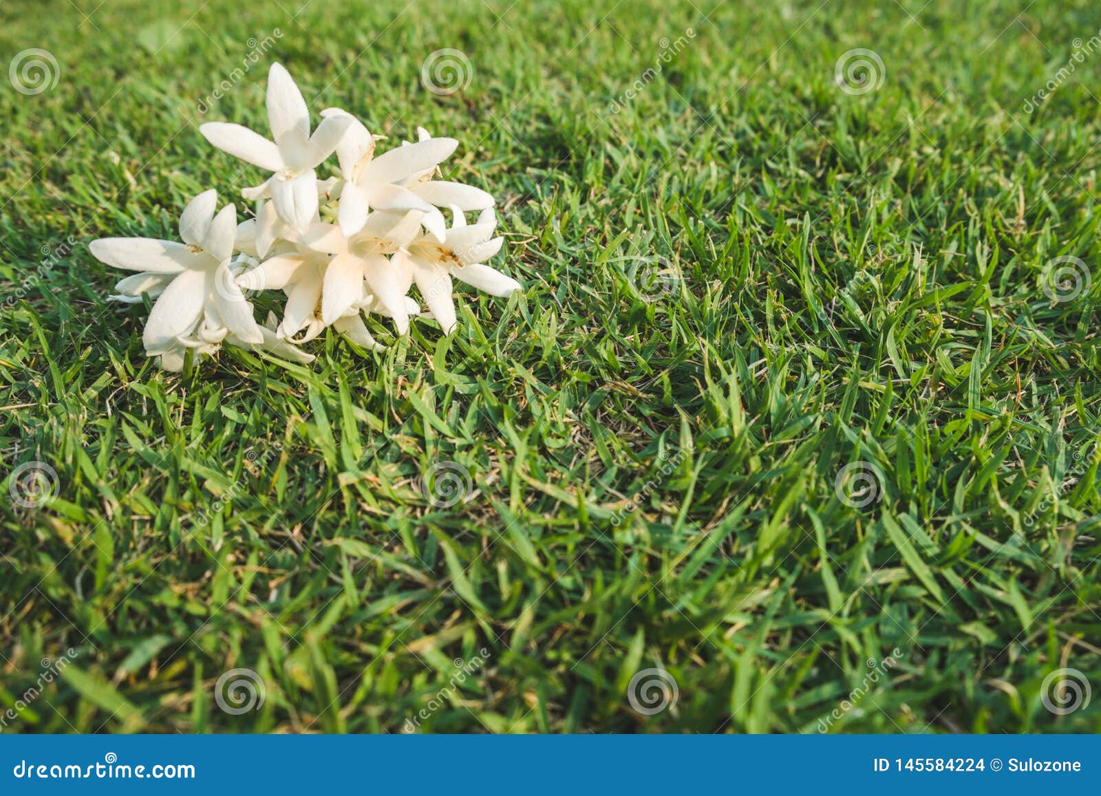 Fleurs Blanches De Hortensis De Millingtonia Sur La Pelouse Photo stock -  Image du environnement, bangkok: 145584224