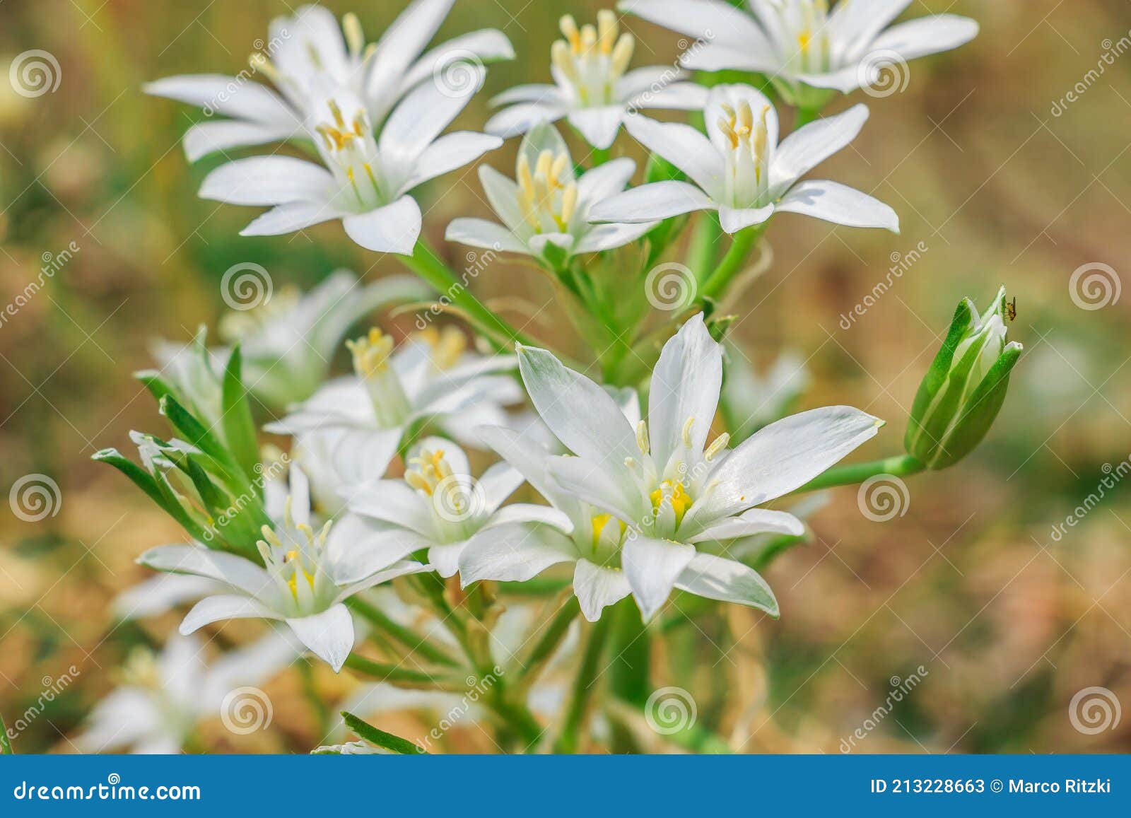 Fleurs Blanches De La Plante D'étoile De Lait Ombellée Image stock - Image  du saison, beau: 213228663