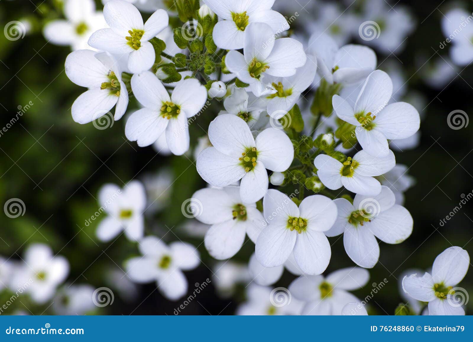 Fleurs Blanches De Myosotis Photo stock - Image du botanique, jardin:  76248860