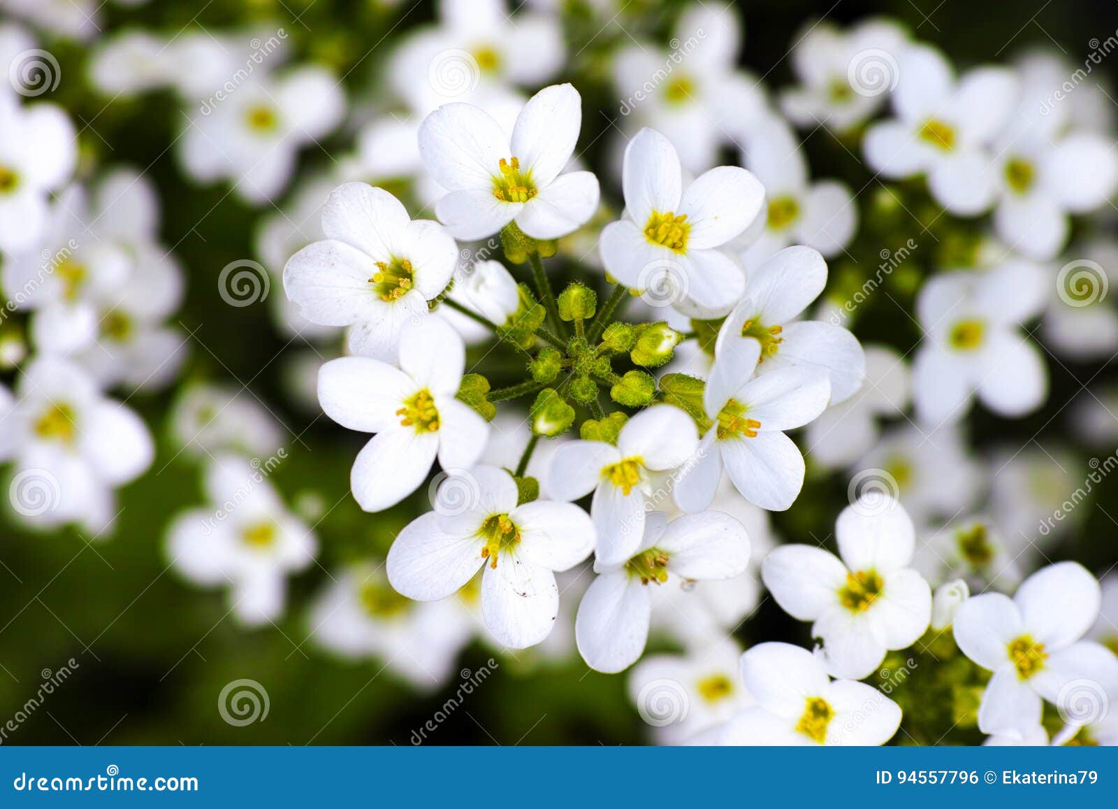 Fleurs Blanches De Myosotis Photo stock - Image du jardin, vert: 94557796