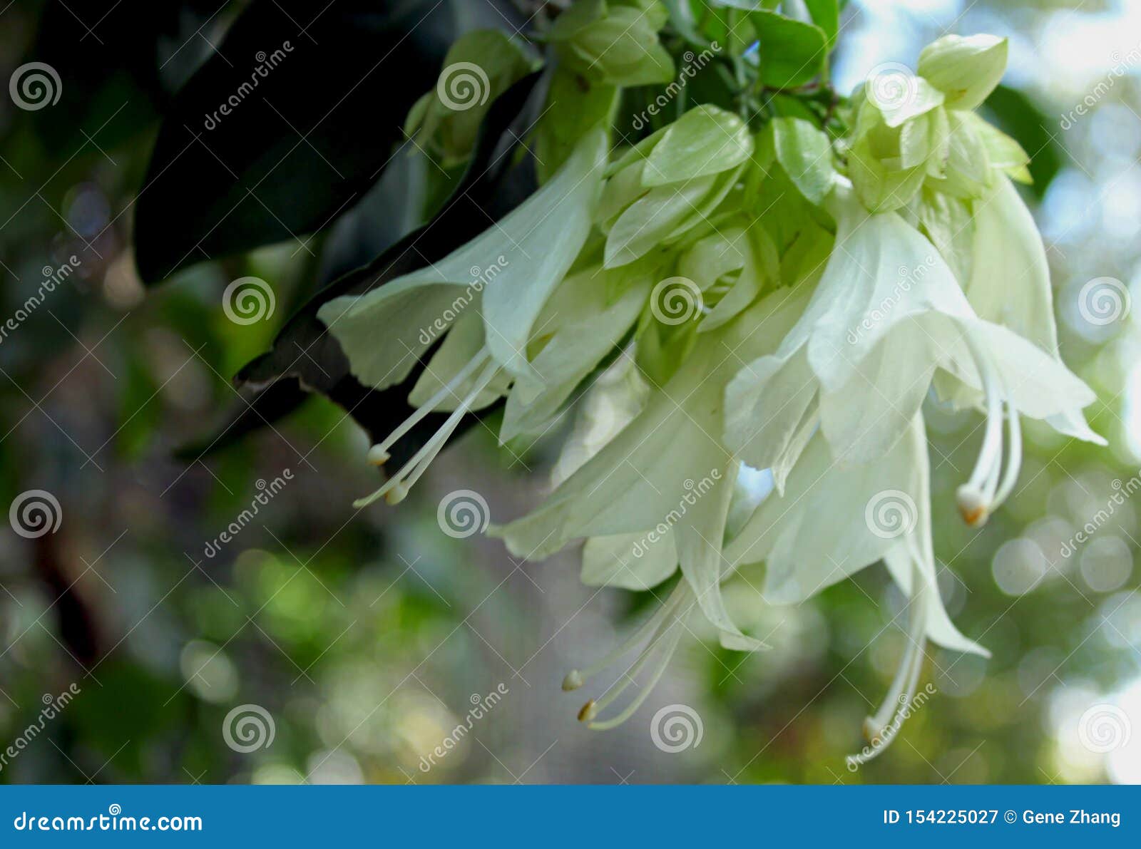 Fleurs Blanches De Plante Grimpante Royale Image stock - Image du arbre,  conseil: 154225027