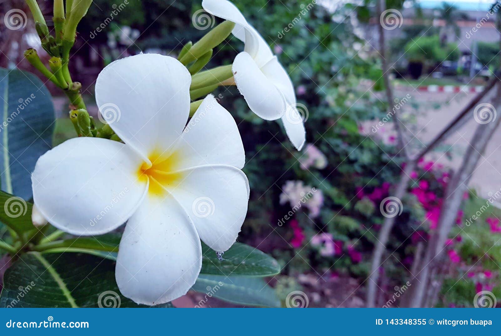 Fleurs Blanches De Plumeria Sur Un Arbre Image stock - Image du fond, blanc:  143348355