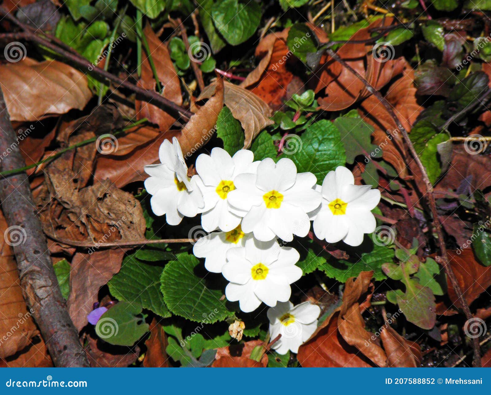 Fleurs Blanches De Primerose Sur Le Sol De La Forêt Photo stock - Image du  centrale, ressorts: 207588852