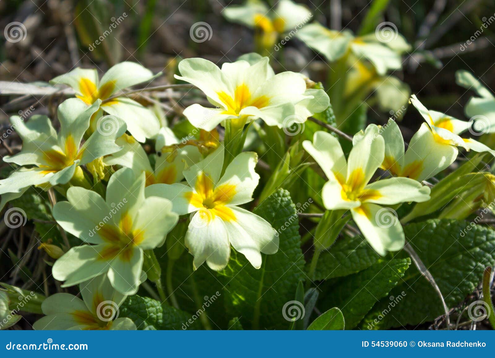 Fleurs Blanches De Ressort Avec Le Milieu Jaune De Photo stock - Image du  montagnes, ukraine: 54539060