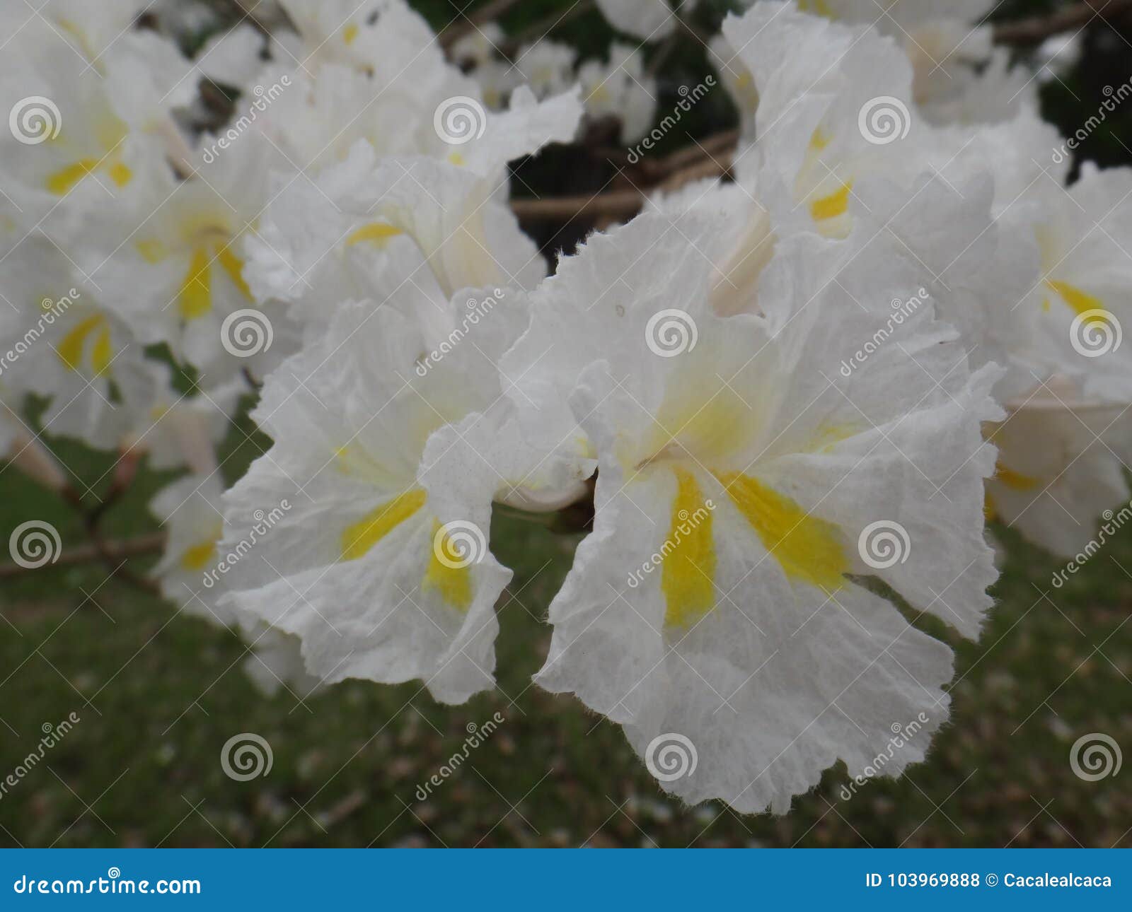 Fleurs Blanches De Tenue De Protection Individuelle Photo stock