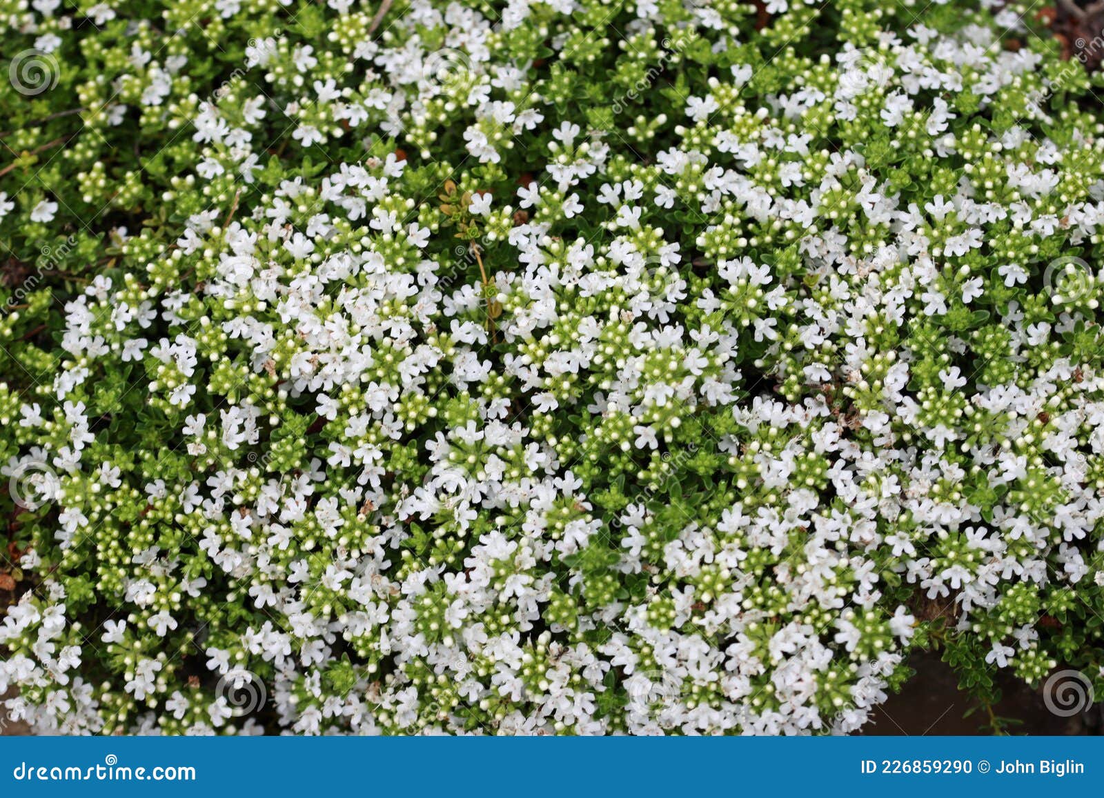 Fleurs Blanches De Thym Rampantes En Gros Plan Photo stock - Image du  thymus, brouillé: 226859290