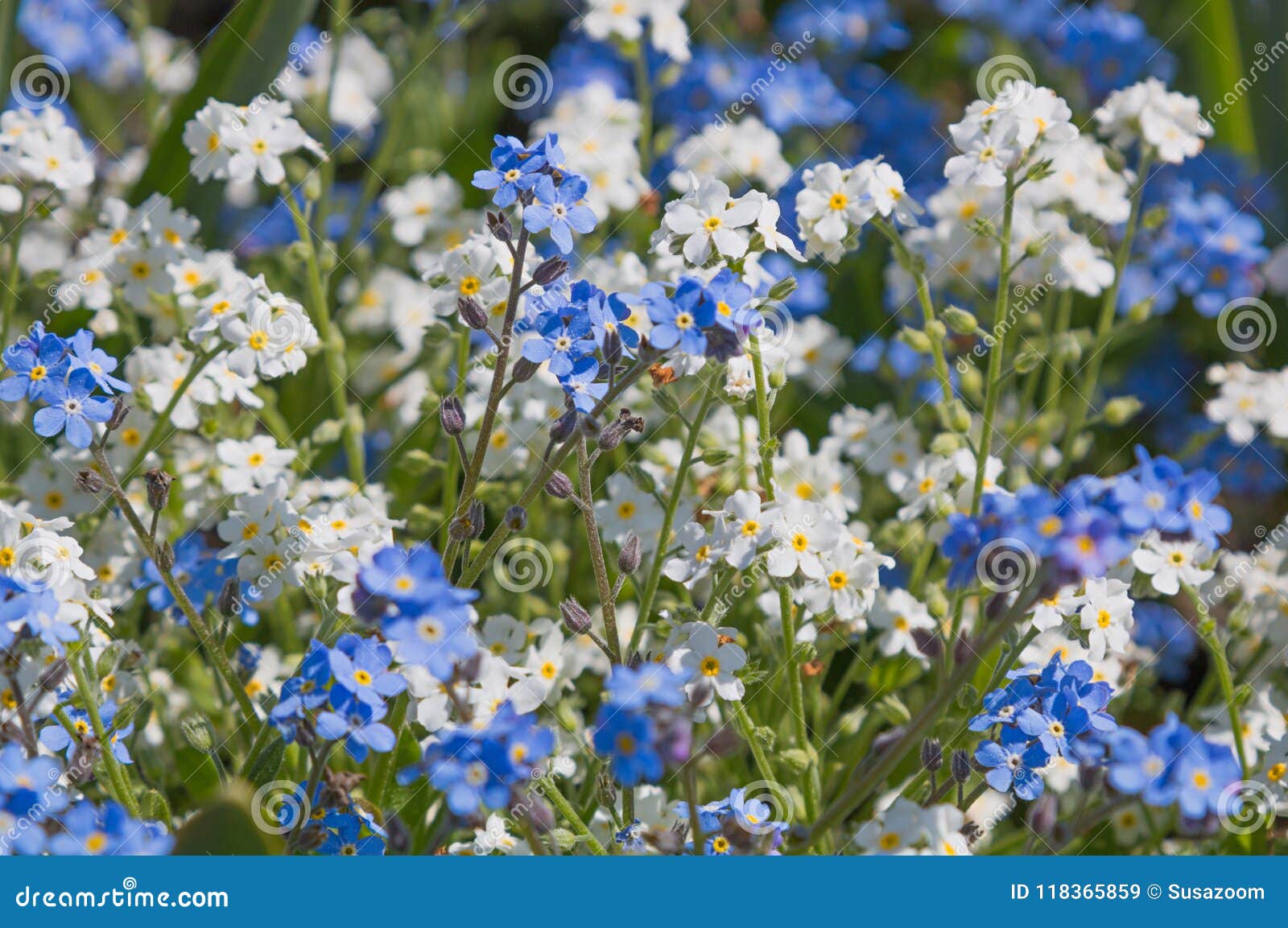 Fleurs Blanches Et Bleues De Myosotis Des Marais Image stock - Image du  fermer, blanc: 118365859