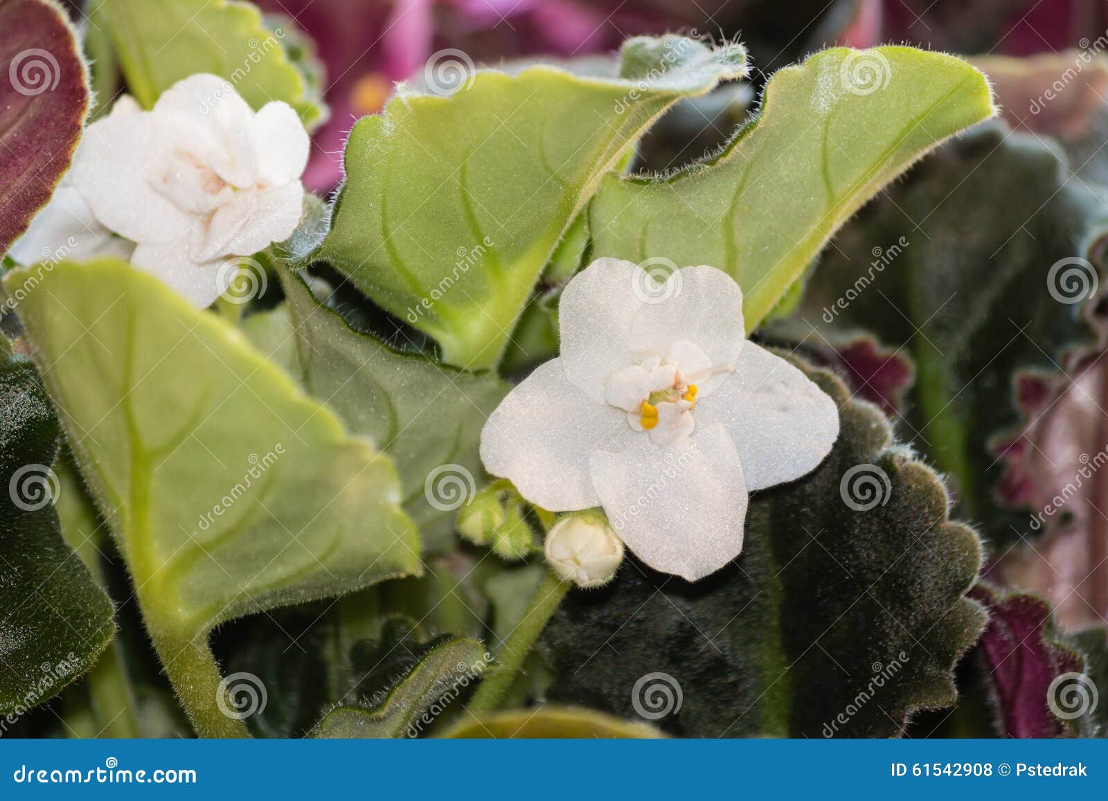 Fleurs Blanches Et Feuilles De Violette Africaine Photo stock - Image du  pétales, centrale: 61542908