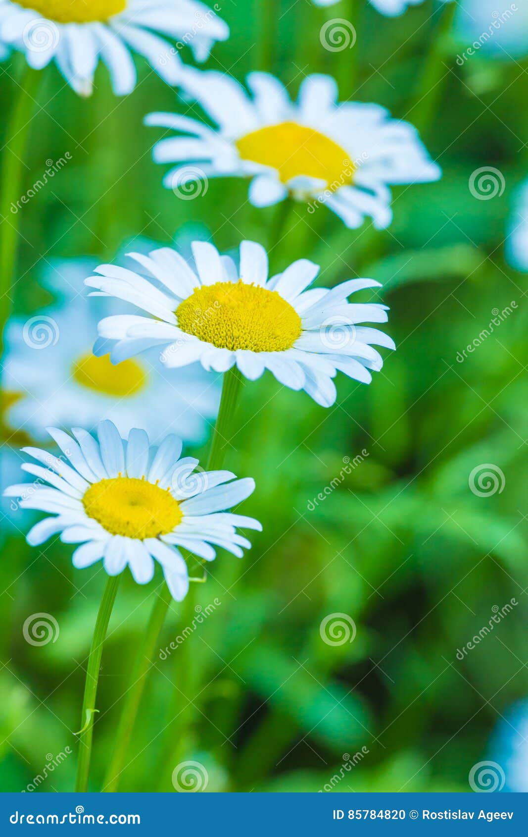 Fleurs Blanches Et Jaunes De Camomille Sauvage Photo stock - Image du  centrale, ressort: 85784820