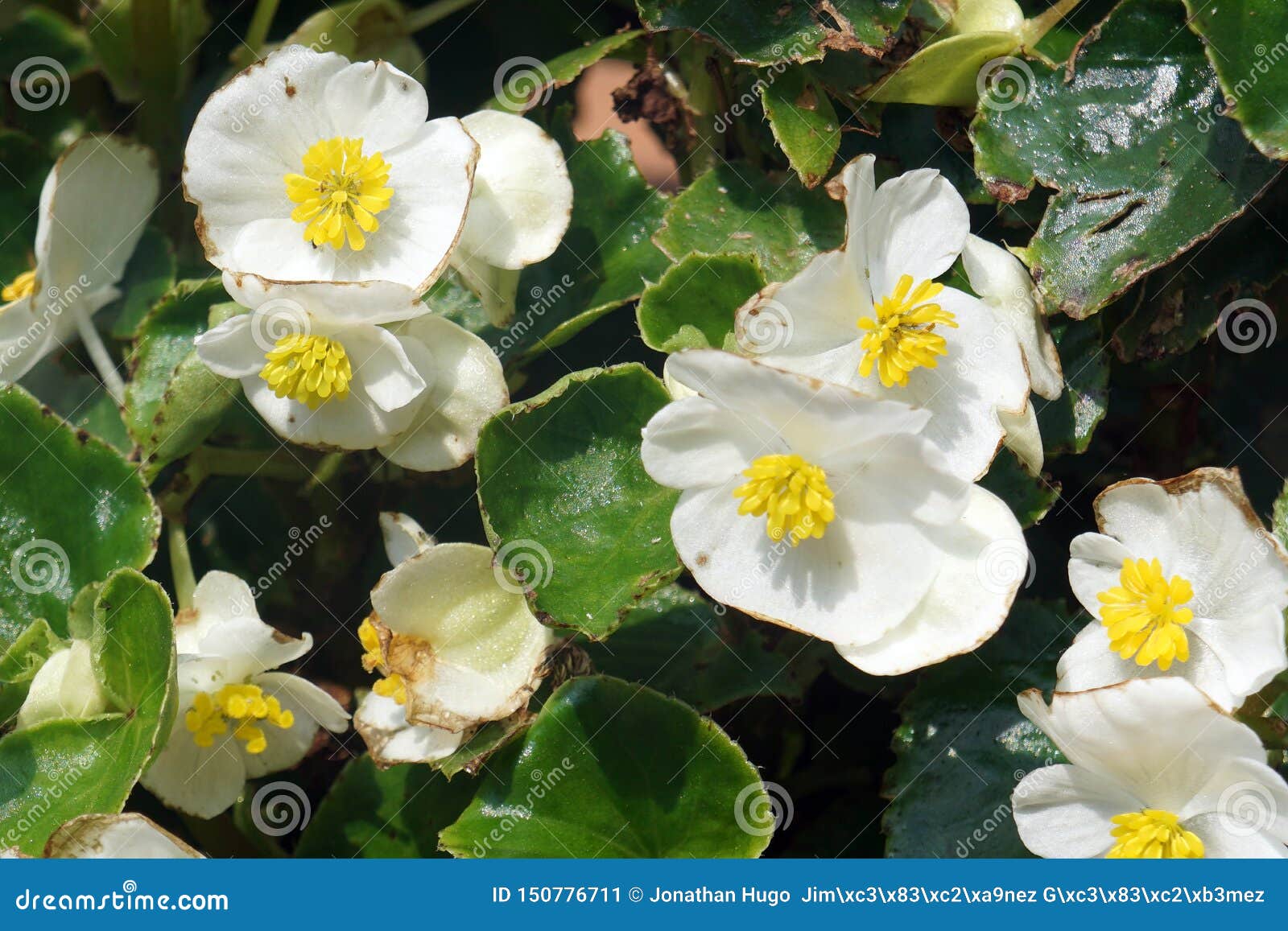 Fleurs blanches et jaunes image stock. Image du sauvage - 150776711