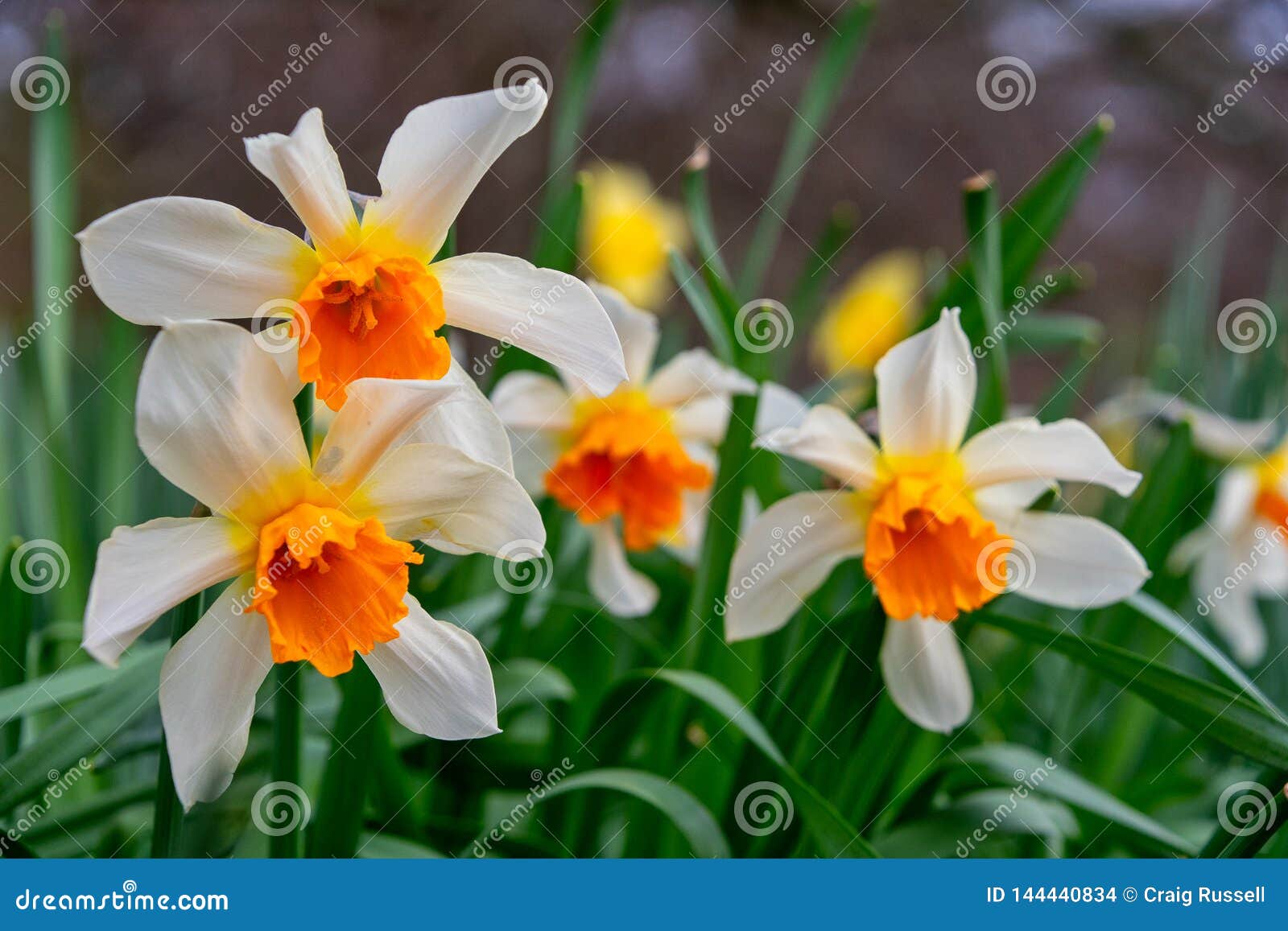 Fleurs Blanches Et Oranges De Jonquille Photo stock - Image du floral,  fermer: 144440834