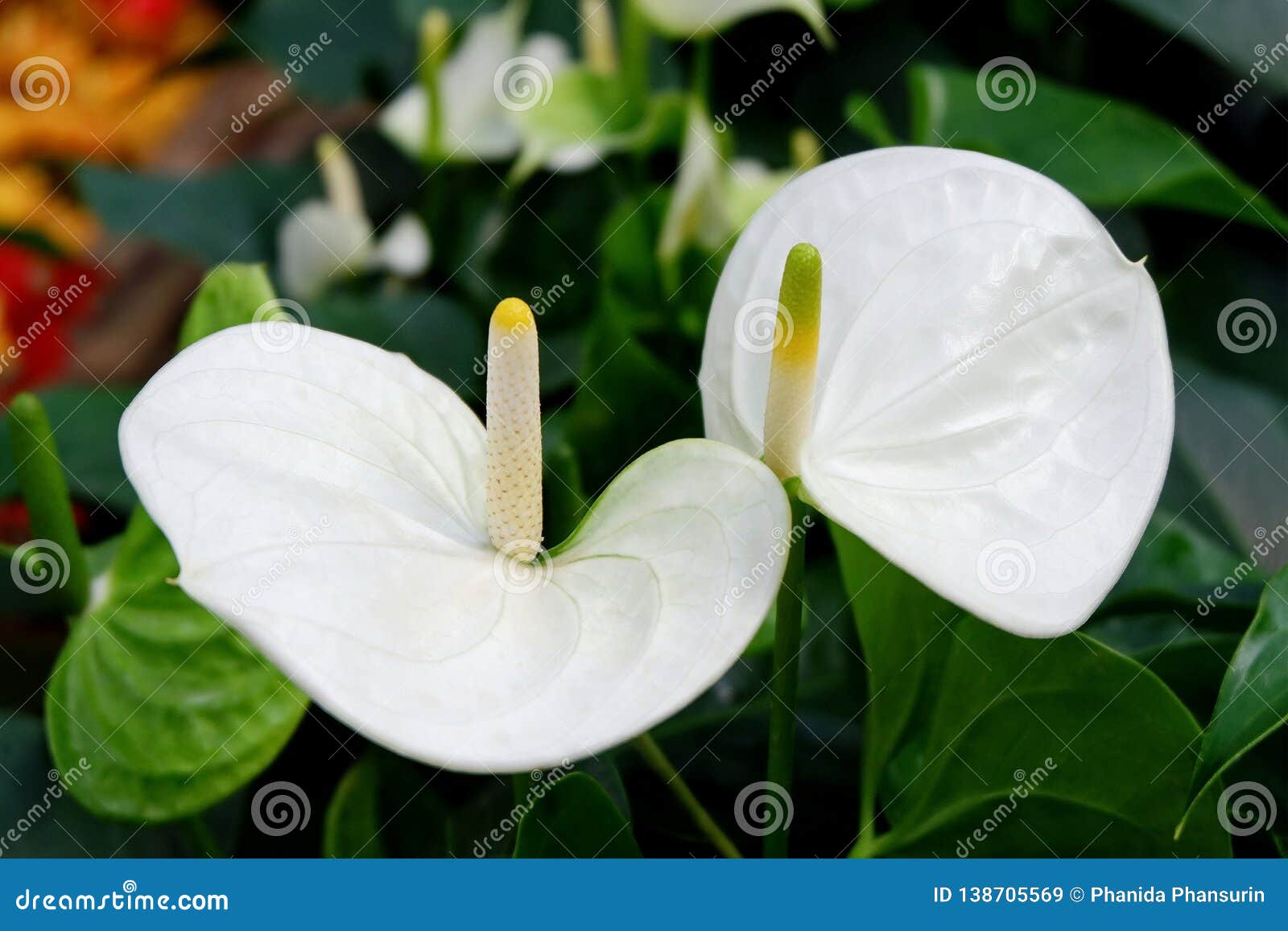 Fleurs Blanches Exotiques D'anthure Image stock - Image du jardin, lames:  138705569