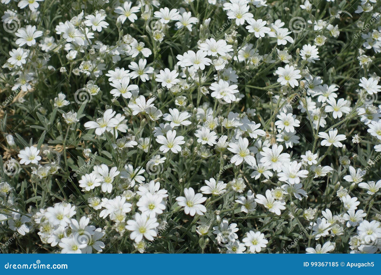 Fleurs Blanches Parmi Les Feuilles Argentées Du Tomentosum De Cerastium  Image stock - Image du botanique, stationnement: 99367185