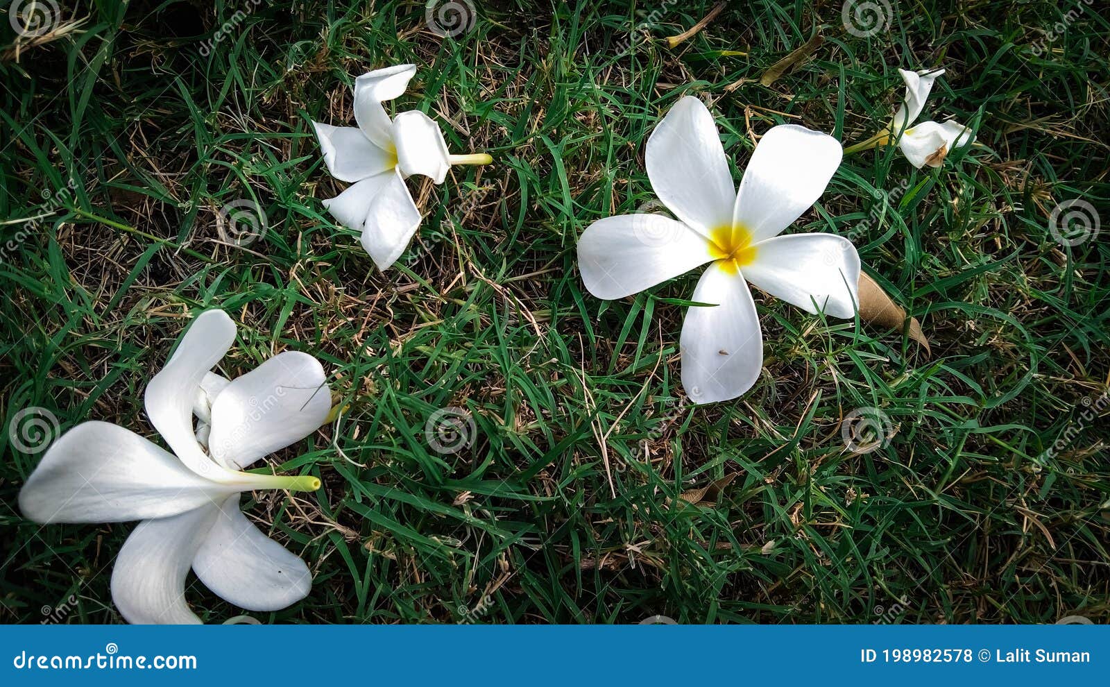 Fleurs Blanches Sur L'herbe Photo stock - Image du floraison, pouvez:  198982578