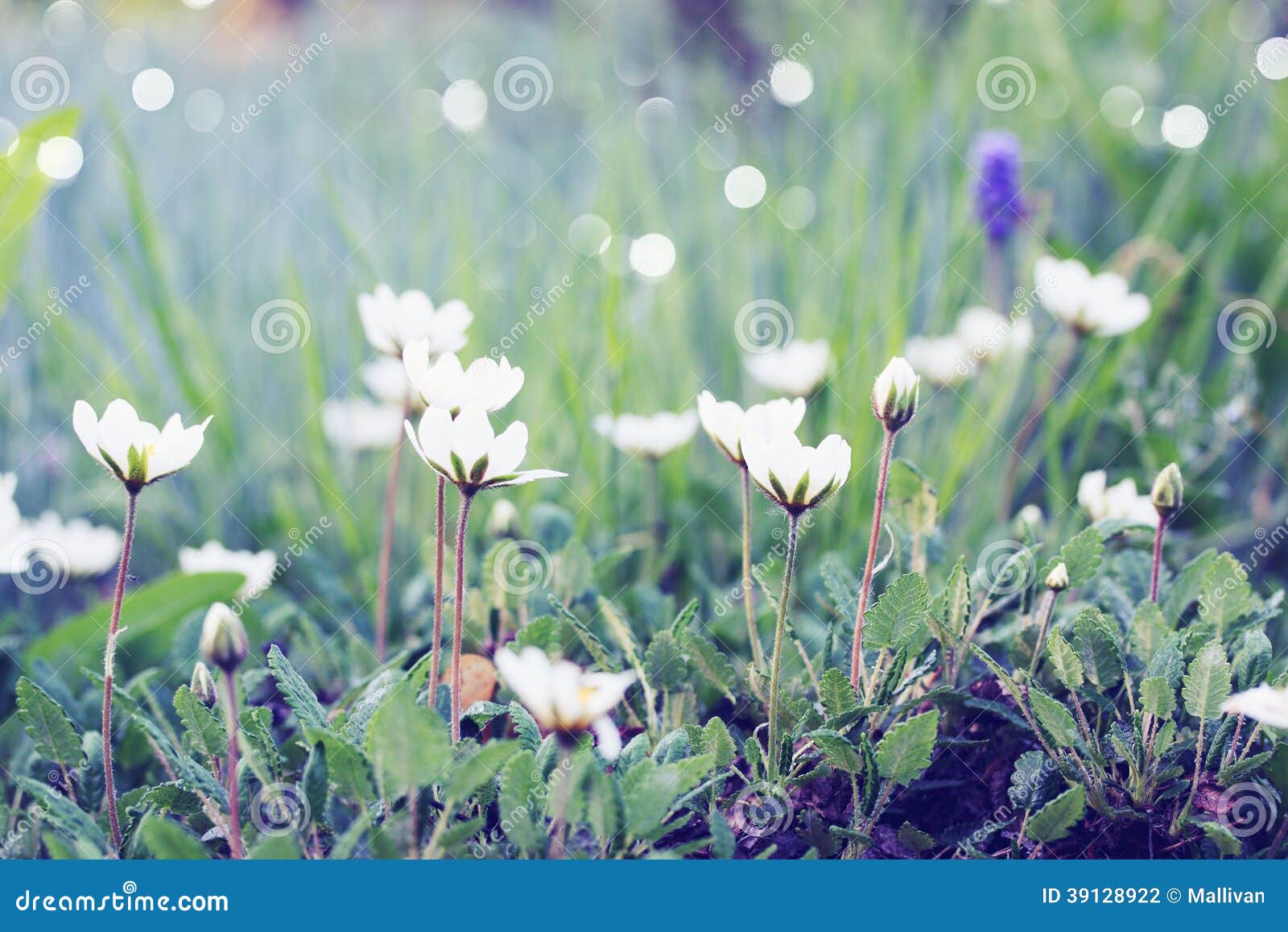 Fleurs Blanches Sur La Pelouse Photo stock - Image du beauté, durée:  39128922