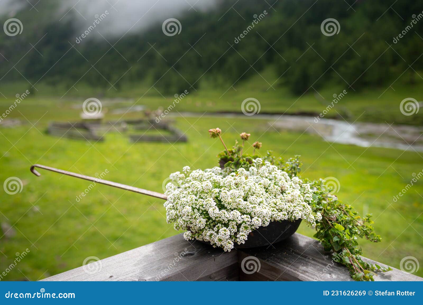 Fleurs Blanches Sur Un Balcon Dans Les Alpes Image stock - Image du  montagne, jour: 231626269