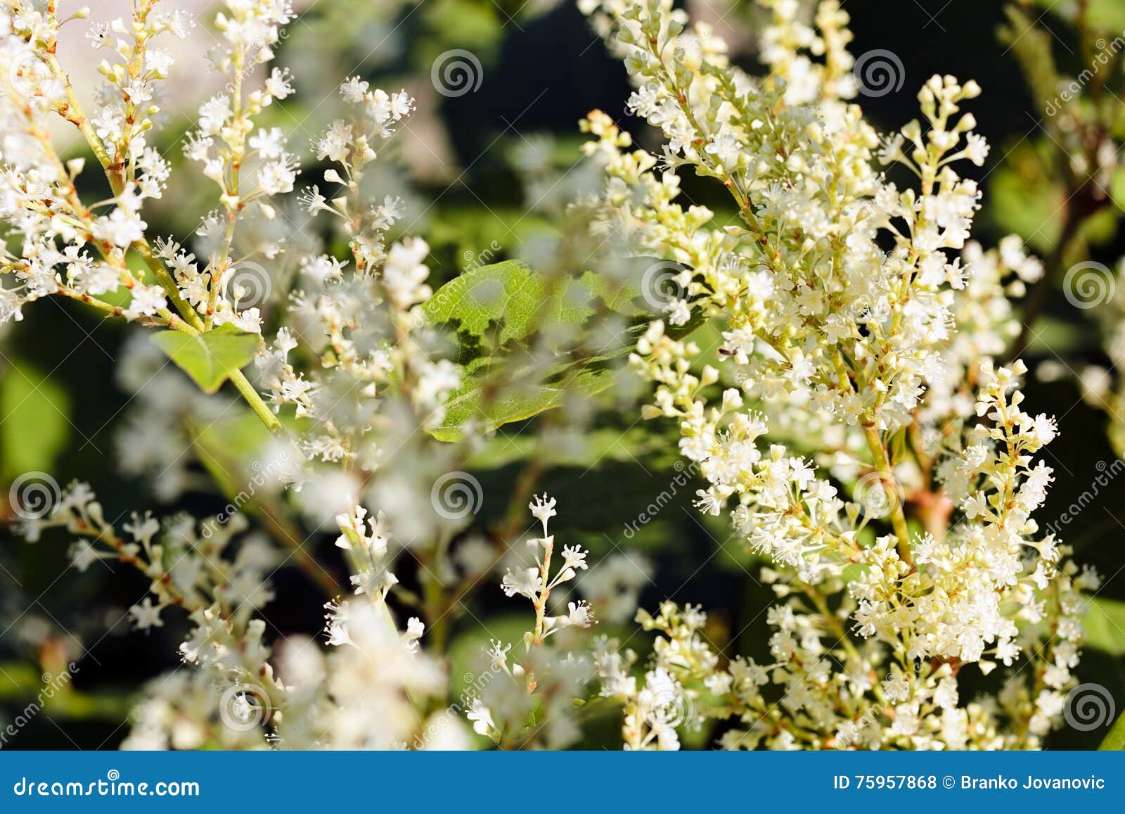 Fleurs blanches touffues photo stock. Image du blanc - 75957868