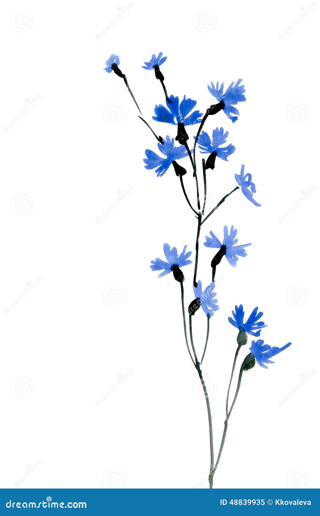 Fleurs Bleues D'aquarelle Sur Le Fond Blanc Illustration Stock -  Illustration du chinois, artistique: 48839935