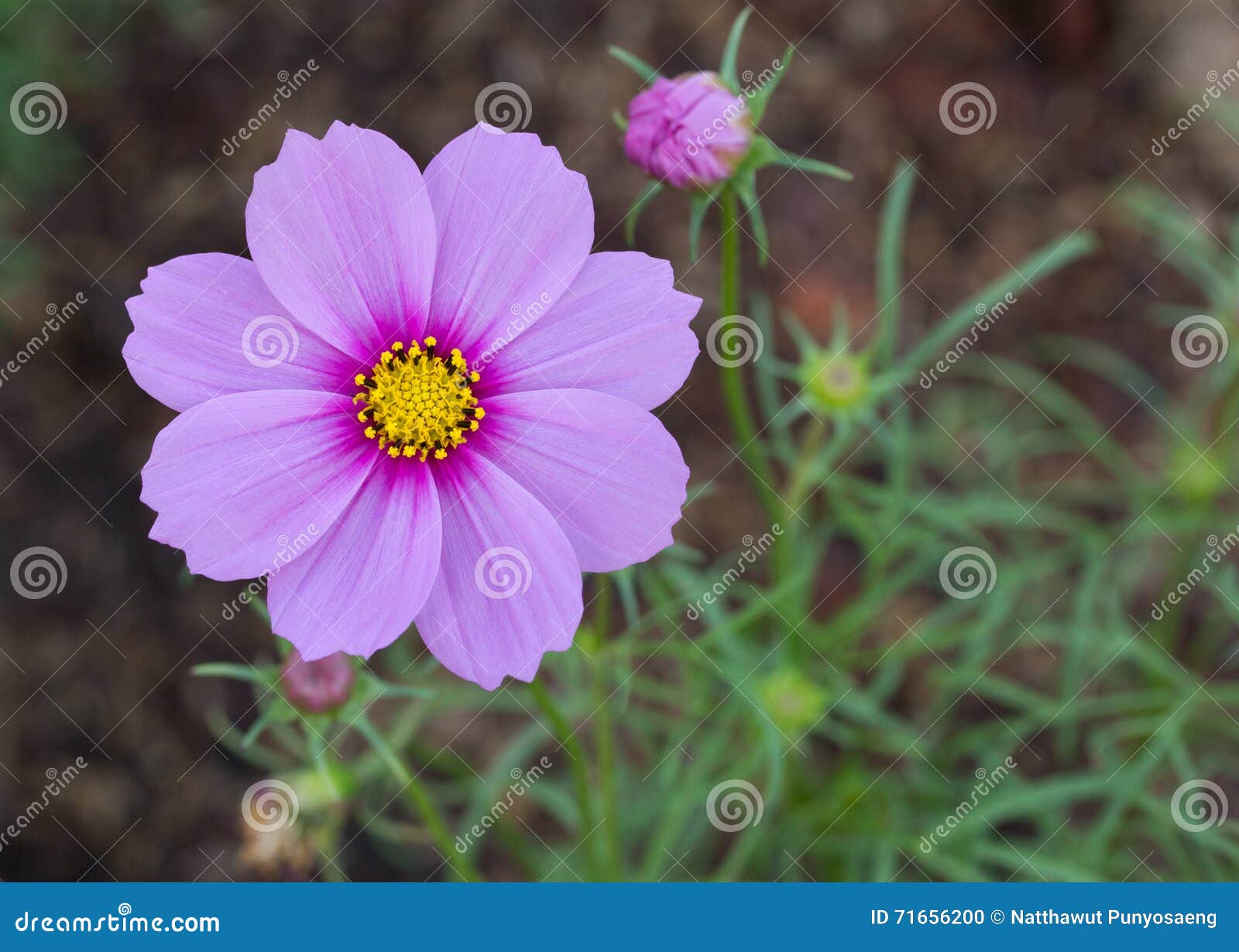 Fleurs bleues de cosmos photo stock. Image du beau, bleu - 71656200