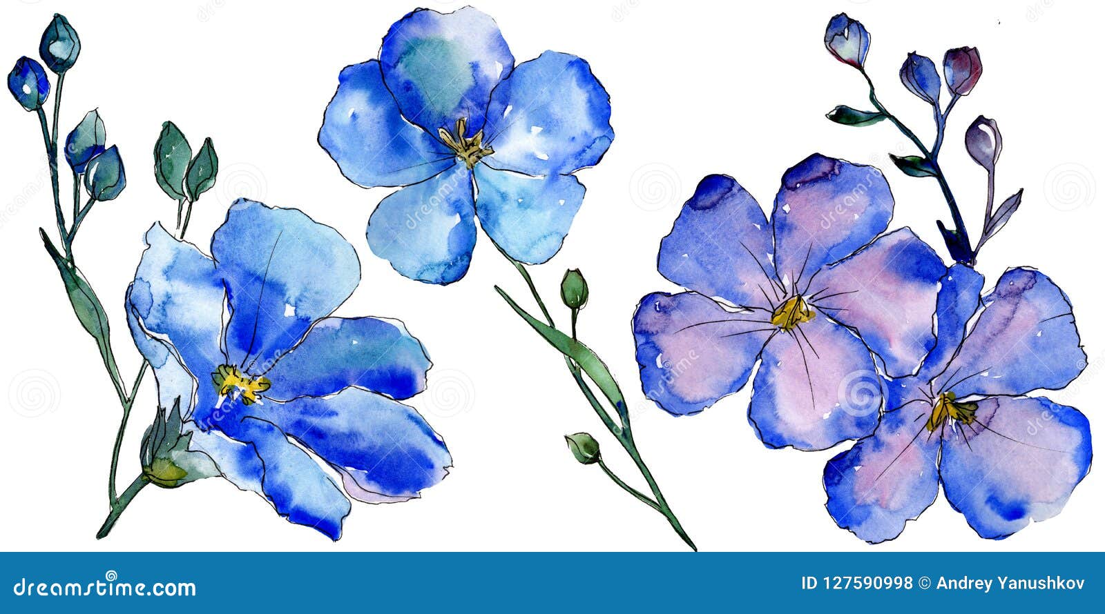 Fleurs Bleues De Lin D'aquarelle Fleur Botanique Florale Élément  D'isolement D'illustration Illustration Stock - Illustration du ramassage,  mode: 127590998