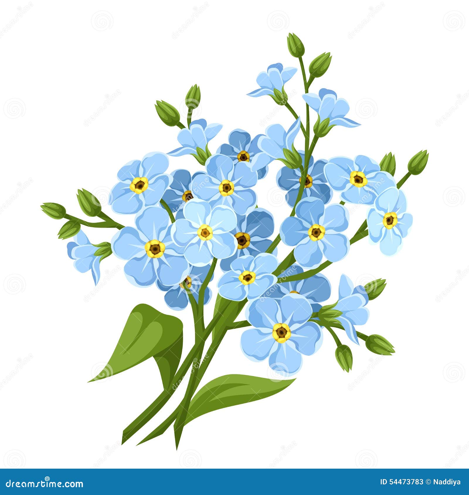 Fleurs Bleues De Myosotis Des Marais Illustration De ... Fleurs Bleues De Myosotis Des Marais Illustration De ...