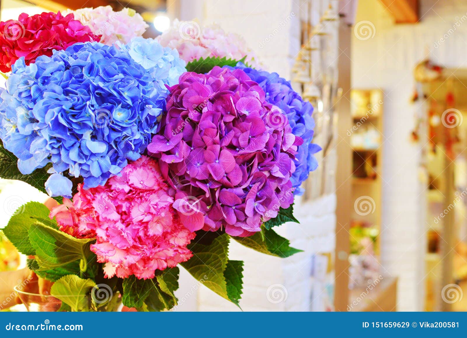 Fleurs Bleues Et Roses De Plan Rapproch? D'hortensia L'hortensia Naturel  Fleurit Le Fond Image stock - Image du groupe, fond: 151659629