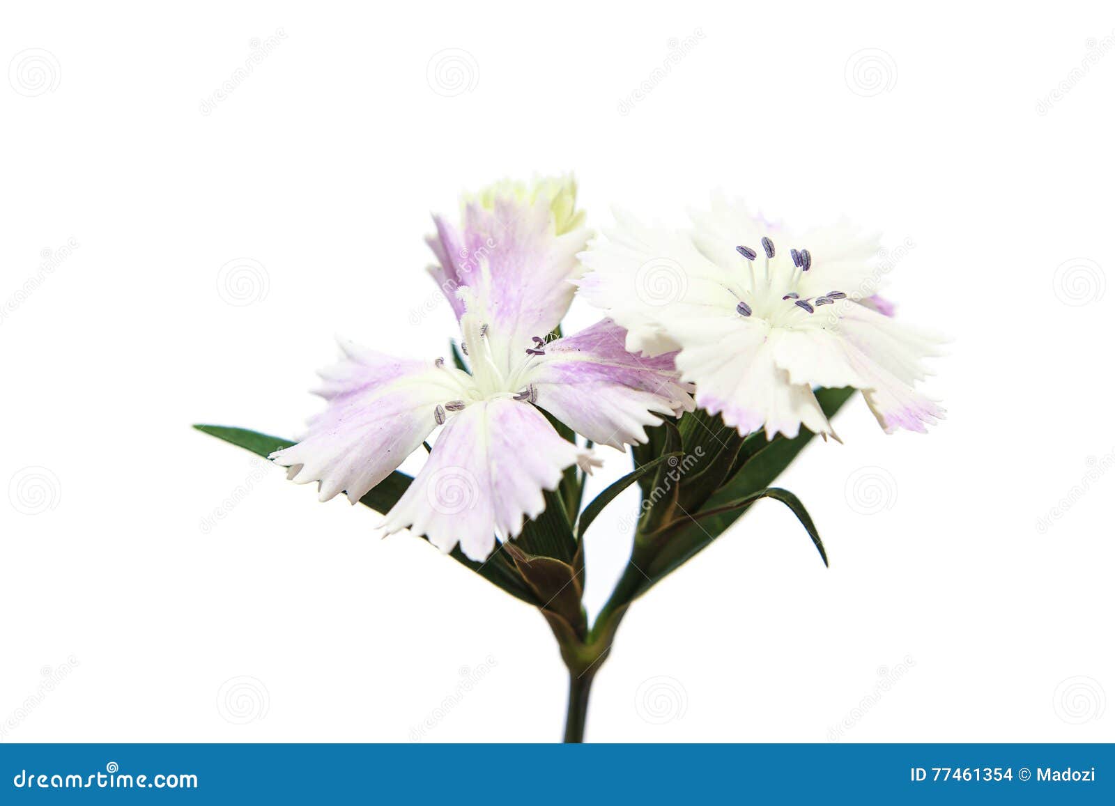 Fleurs chinensis d'oeillet photo stock. Image du zone - 77461354