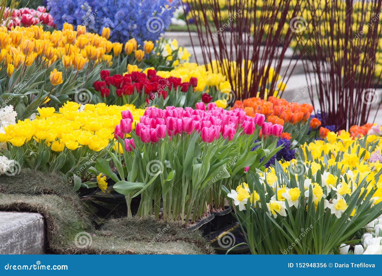 Fleurs Colorées De Floraison Dans Des Pots Tulipes Et Narcisse En Fleur  Photo stock - Image du intense, pétale: 152948356