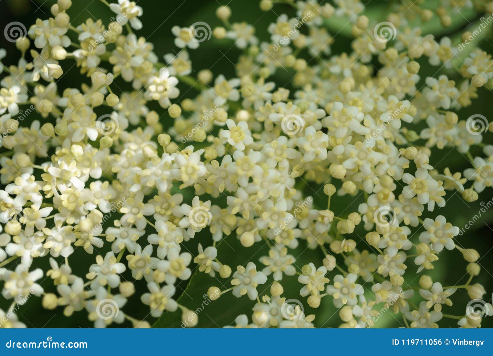 Fleurs Daîné Noir Photo Stock Image Du Normal Médecine