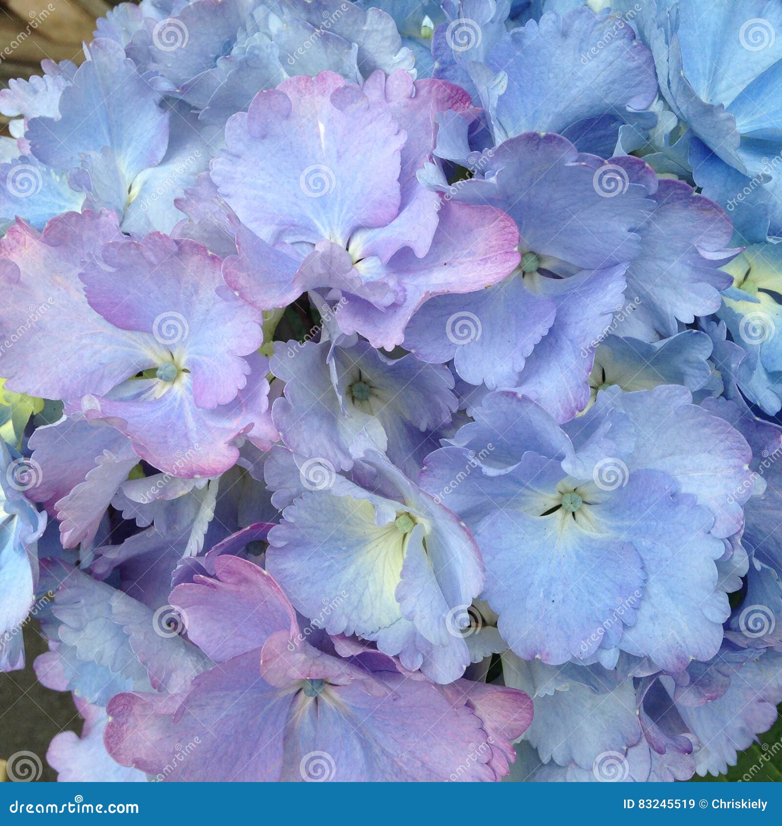 Fleurs D'hortensia Dans Le Bleu Rose Mauve Image stock - Image du bleu,  normal: 83245519