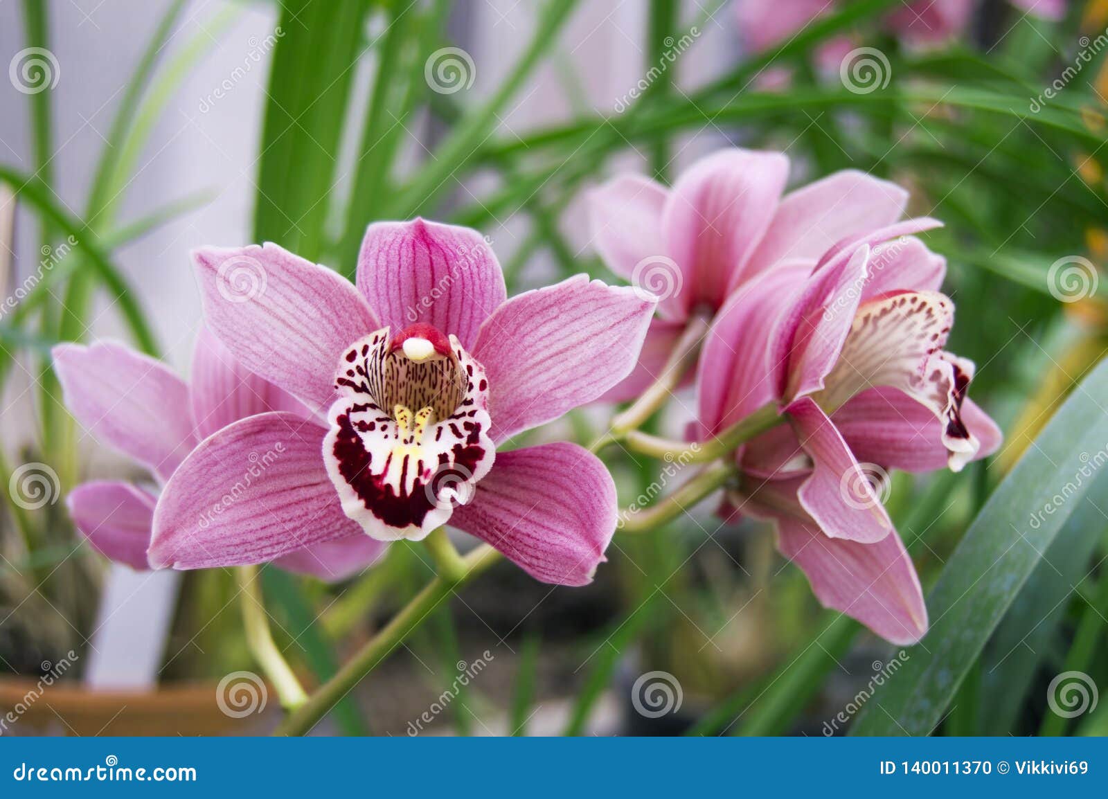 Fleurs D Orchidee Rose Photo Horizontale Des Fleurs De Phalaenopsis Orchidee En Fleur Dentelez Le Phalaenopsis Jardin Botanique W Photo Stock Image Du Orchidee Jardin Fleurs D Orchidee Rose Photo Horizontale Des Fleurs De Phalaenopsis Orchidee En Fleur Dentelez Le Phalaenopsis Jardin Botanique W Photo Stock Image Du Orchidee Jardin