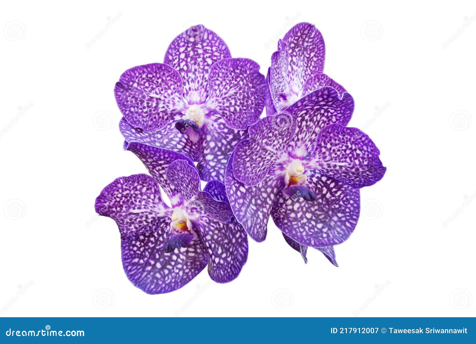 Fleurs D'orchidée Vanda Violette Isolées Sur Fond Blanc Avec Chemin De  Coupe Image stock - Image du ornemental, extérieur: 217912007