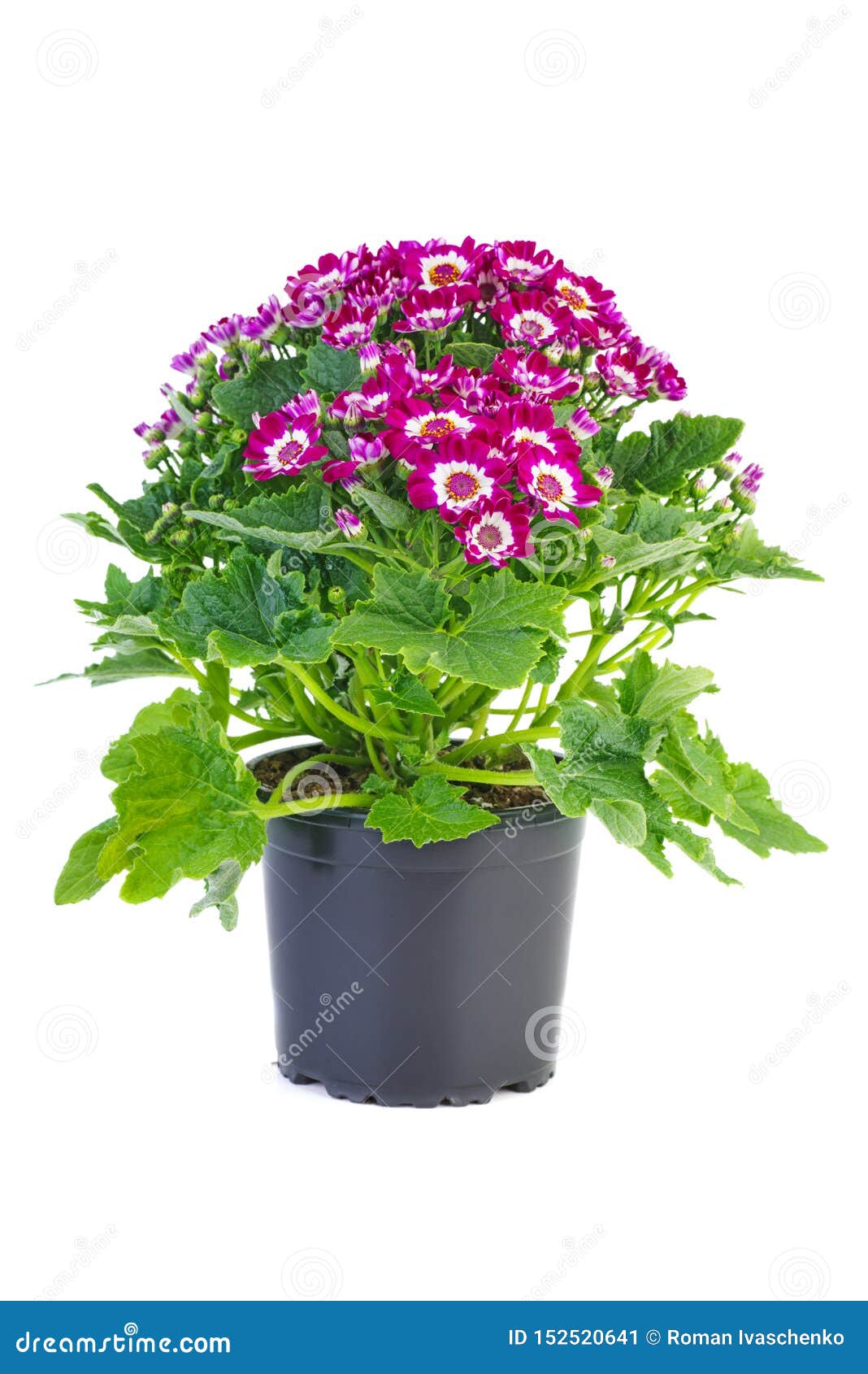 Fleurs De Cineraria Mauve En Pot En Plastique Image stock - Image du  pourpré, décoratif: 152520641