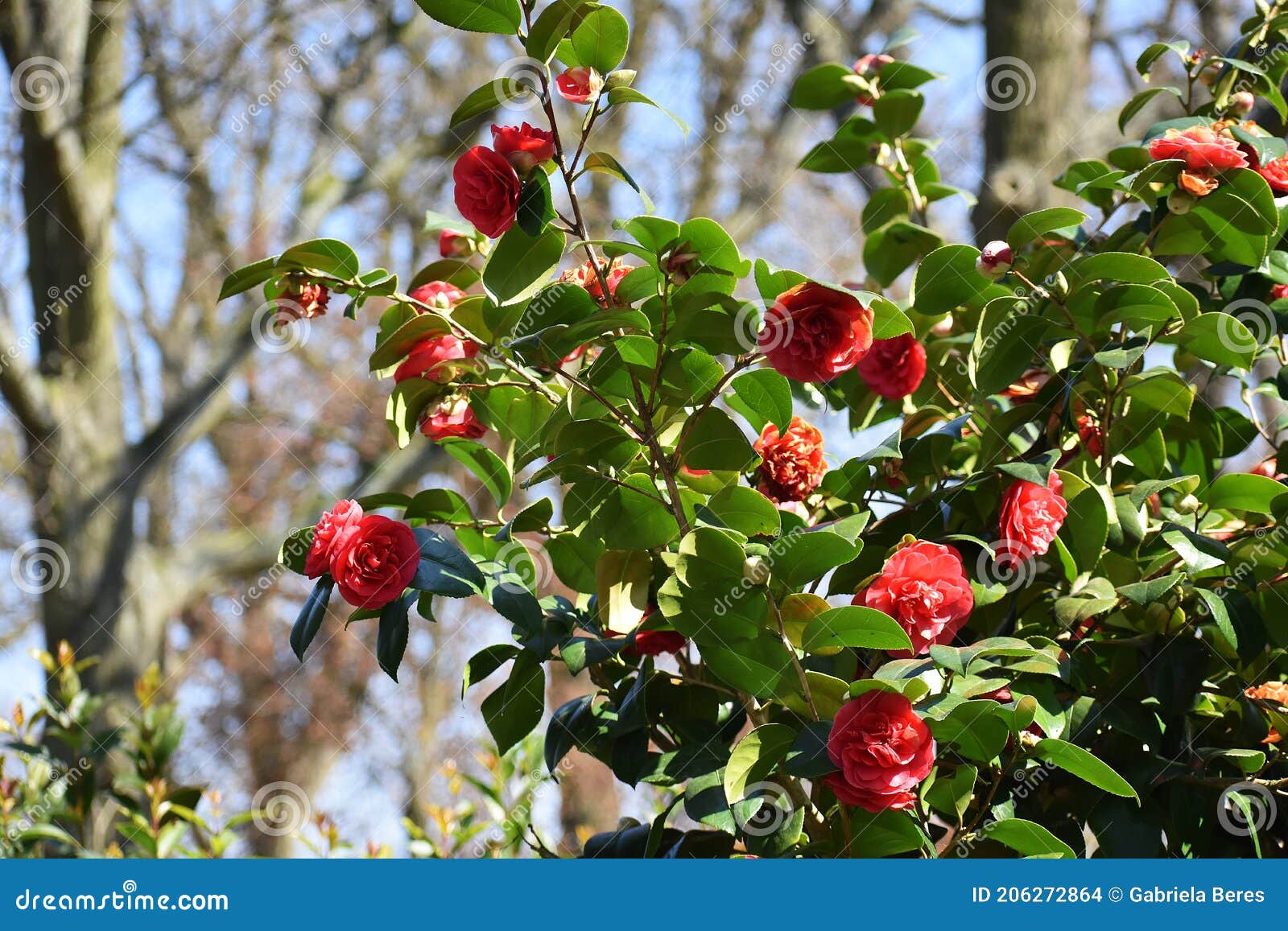 Fleurs De Cognassier Du Japon De Camélia Dans Le Jardin. Photo stock -  Image du jardin, couleurs: 206272864