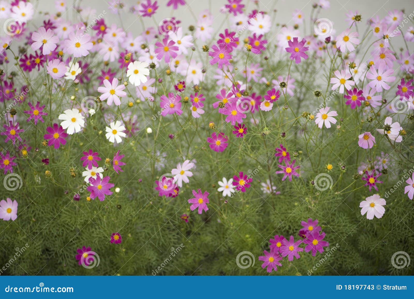 Fleurs de cosmos image stock. Image du horizontal, pré - 18197743