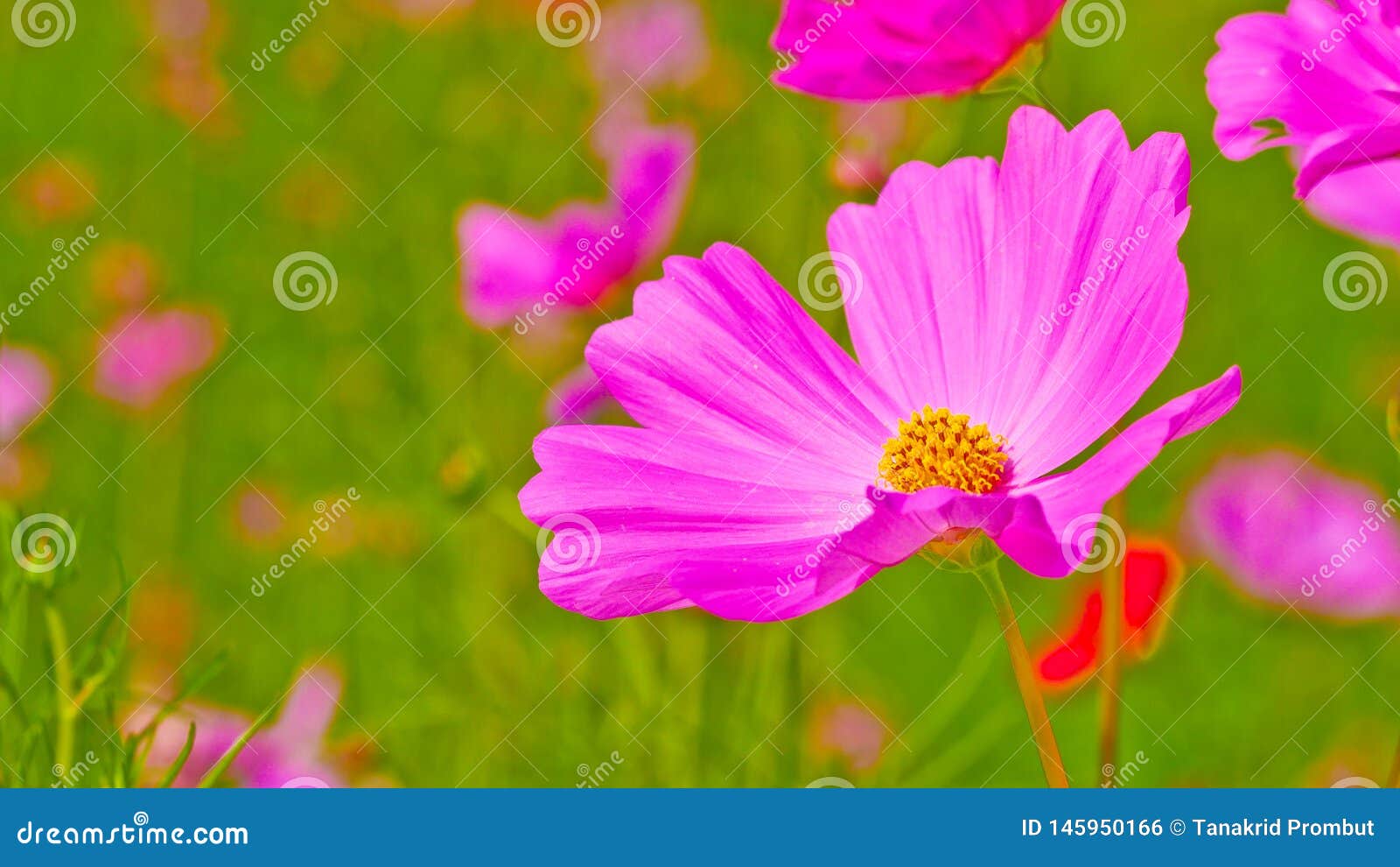 Fleurs De Cosmos Dans Le Domaine Photo stock - Image du garder, frais:  145950166