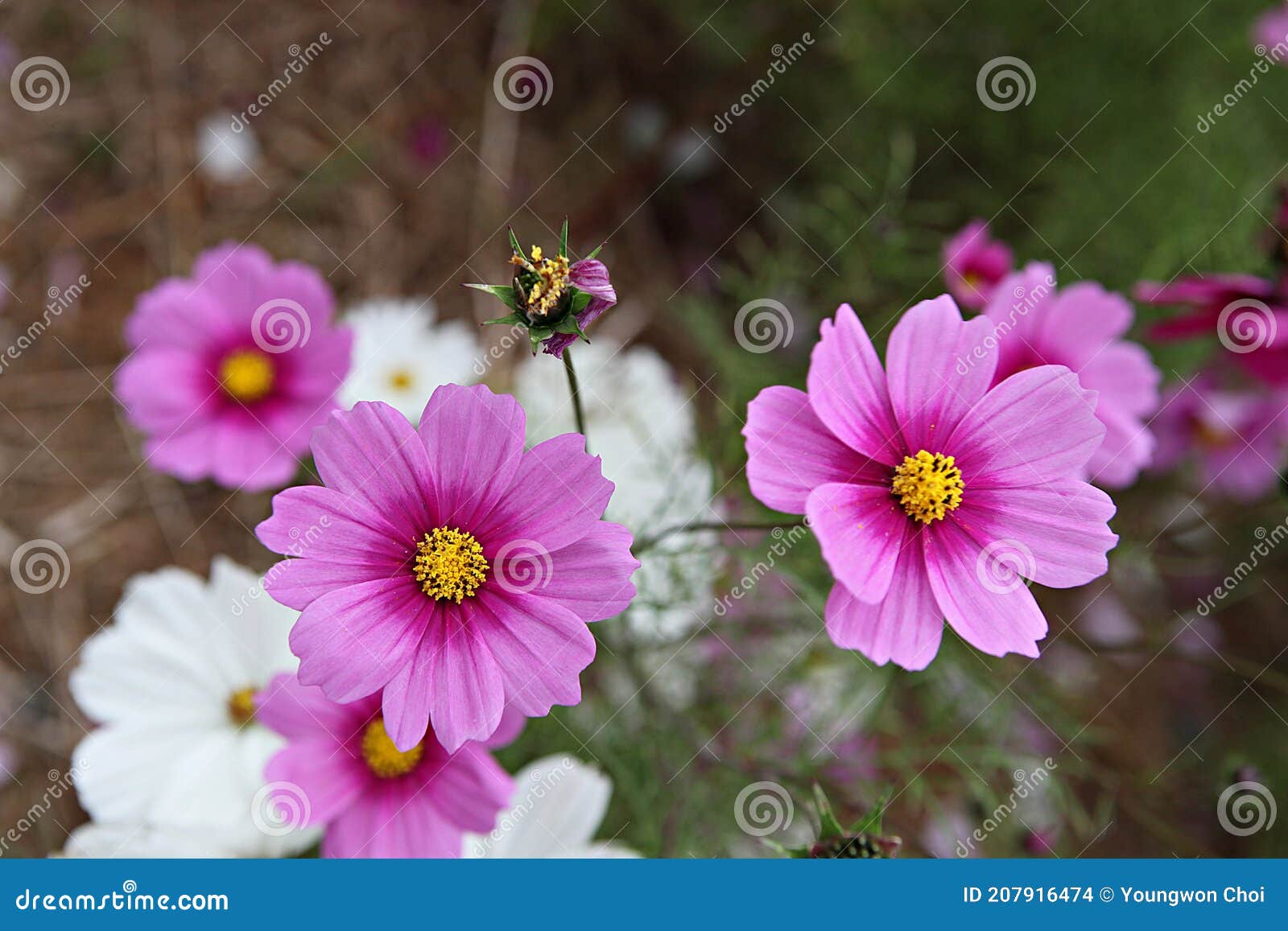 Fleurs De Cosmos La Floraison à L'automne Photo stock - Image du centrales,  pétale: 207916474