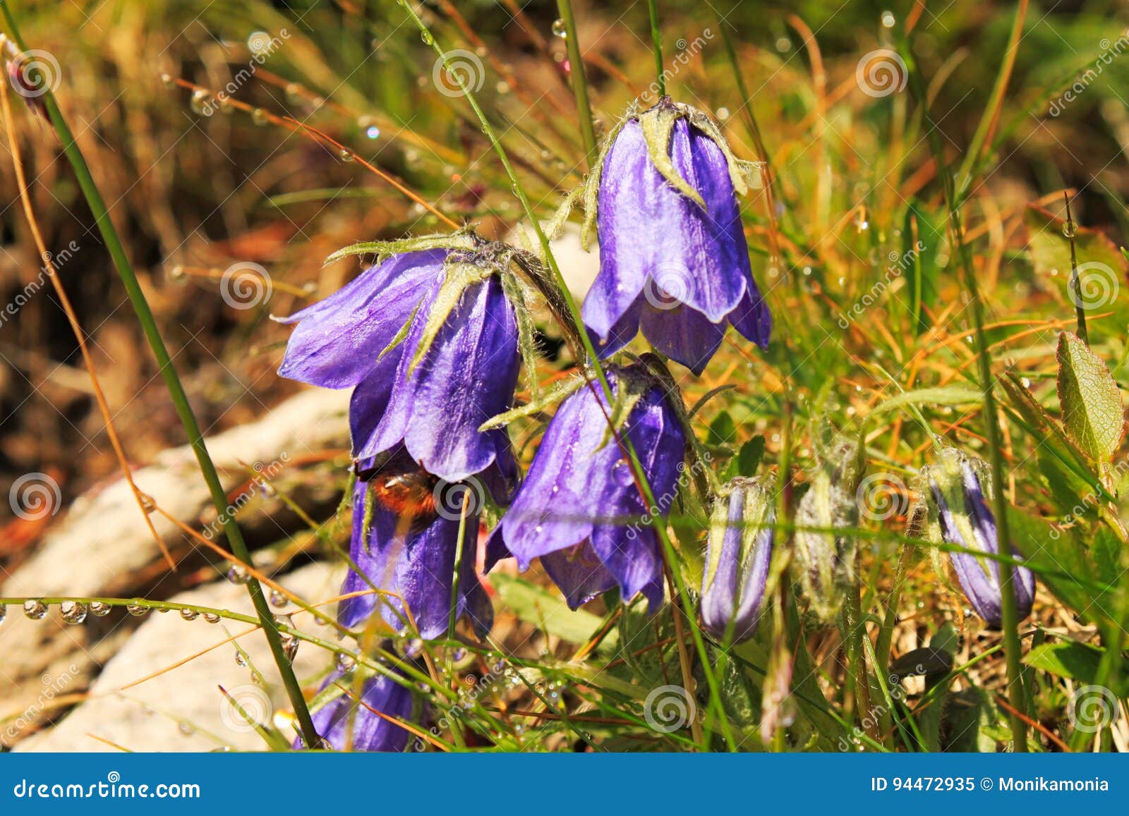 Fleurs De Floraison De Montagne Violette Image stock - Image du photo,  fermer: 94472935