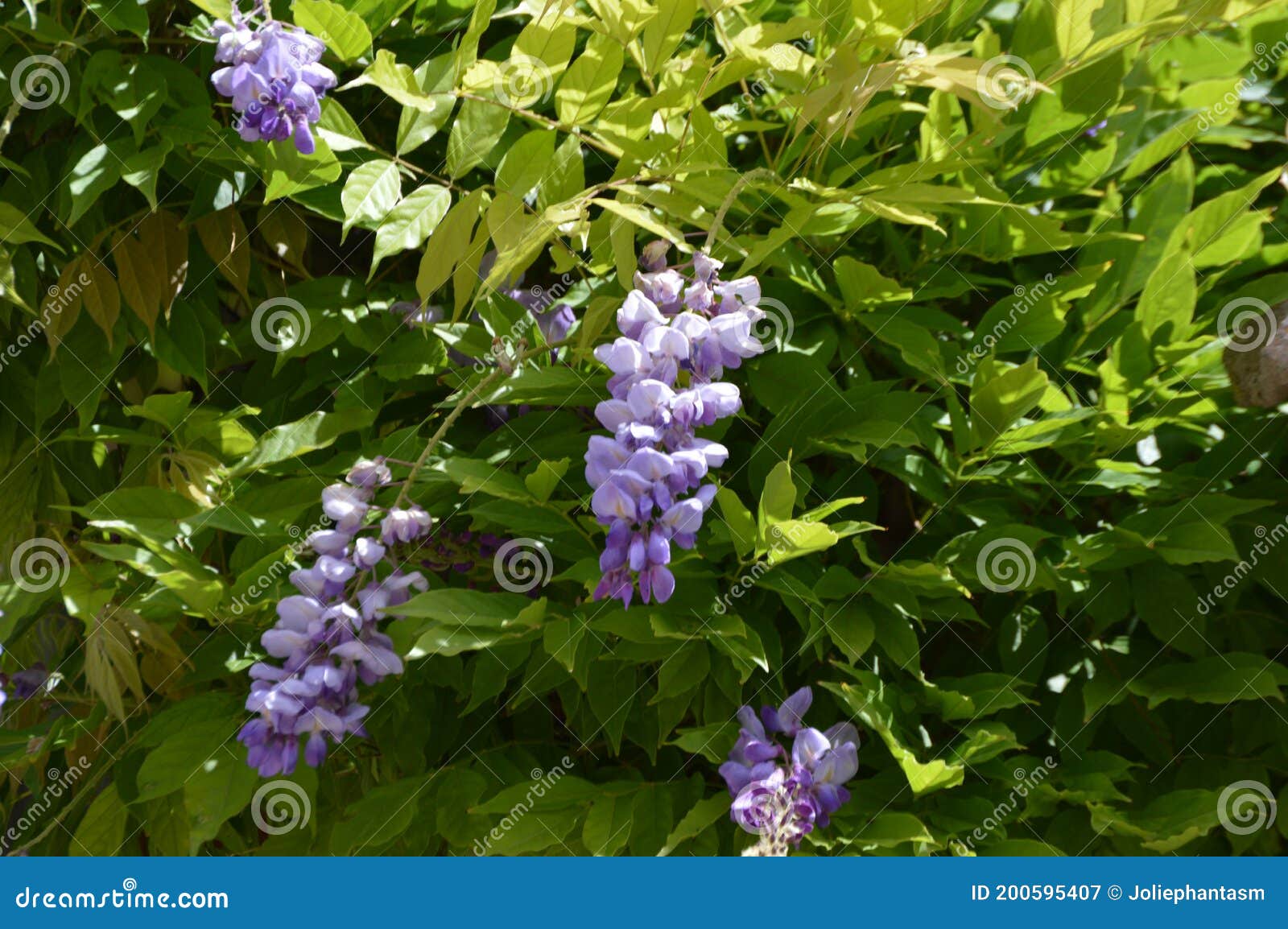 Fleurs de glycine treille image stock. Image du lame - 200595407