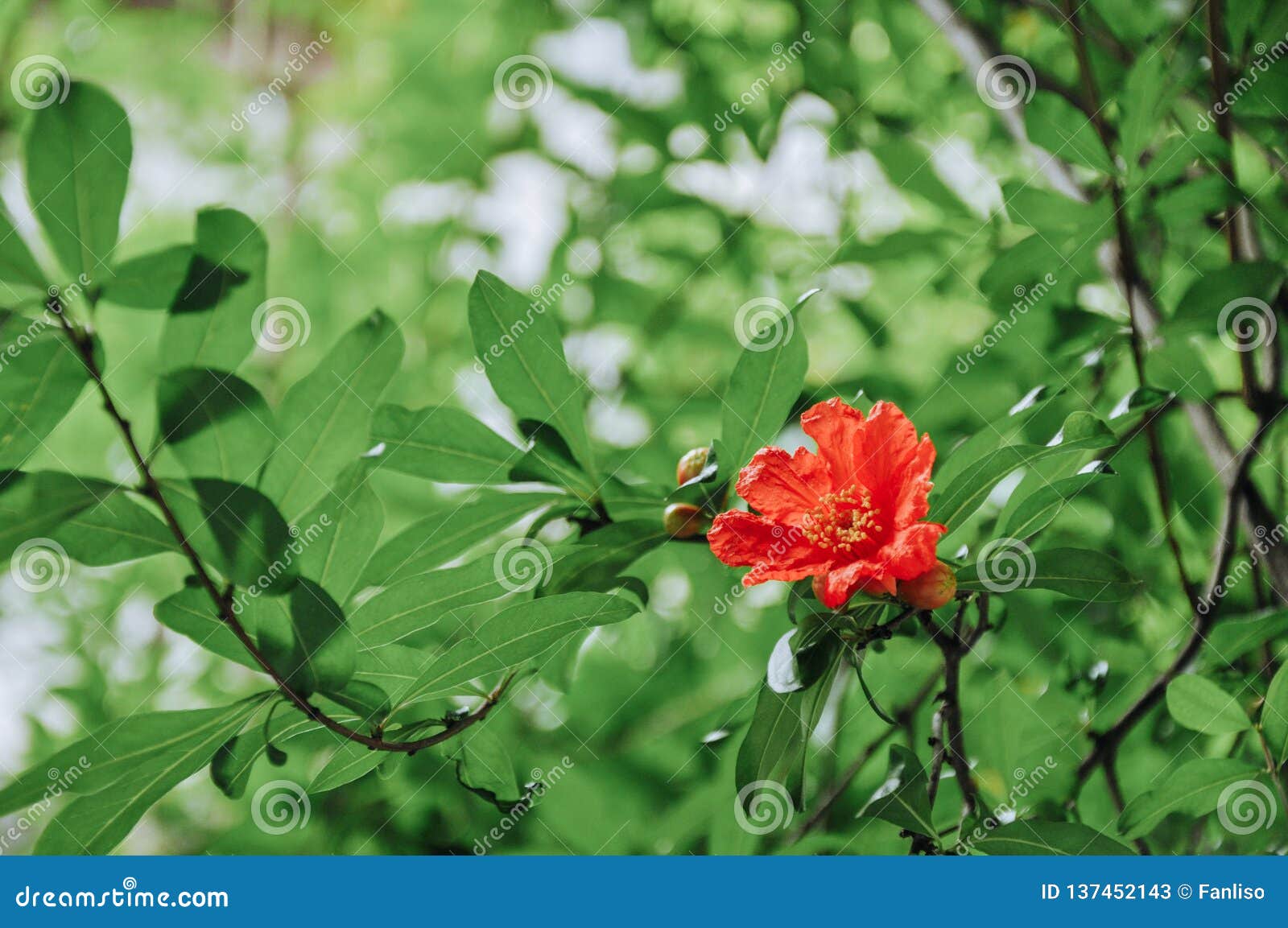 Fleurs De Grenade En Juin Image Stock Image Du Rouge