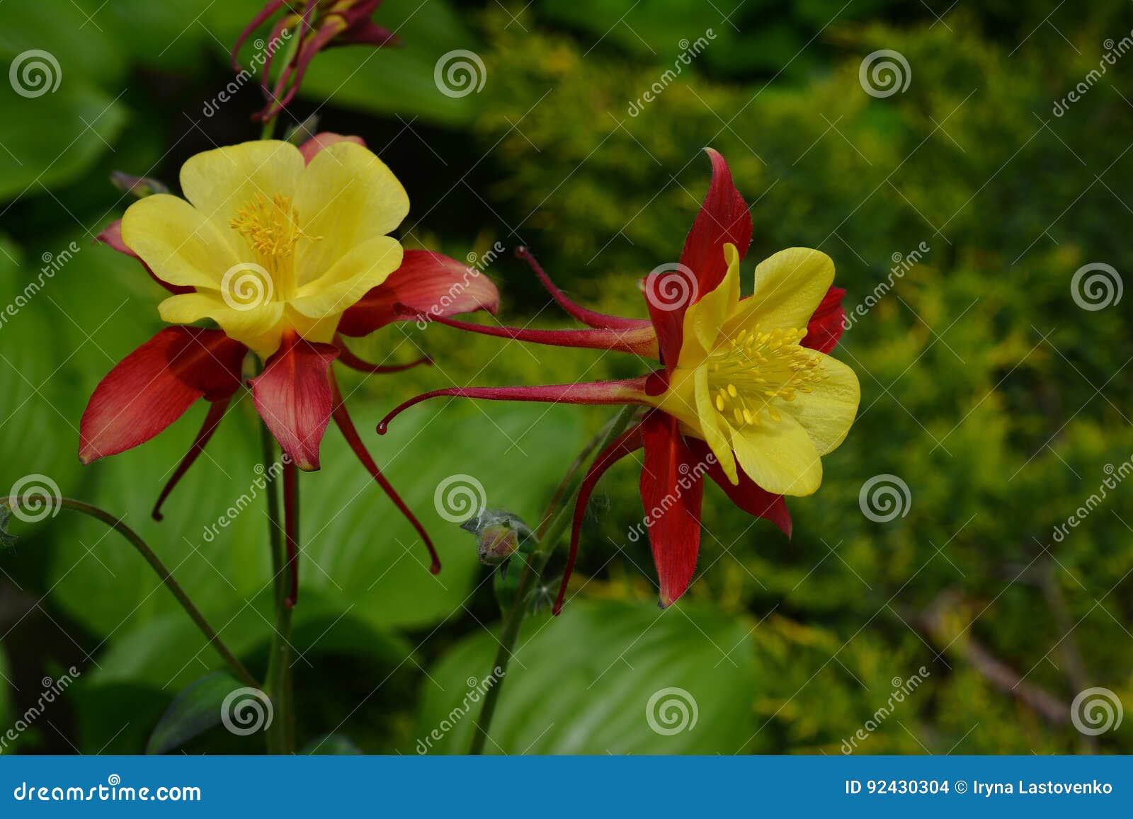 Fleurs De Jardin Jaune Et Rouge D'ancolie Au Printemps Photo stock - Image  du saison, mieux: 92430304