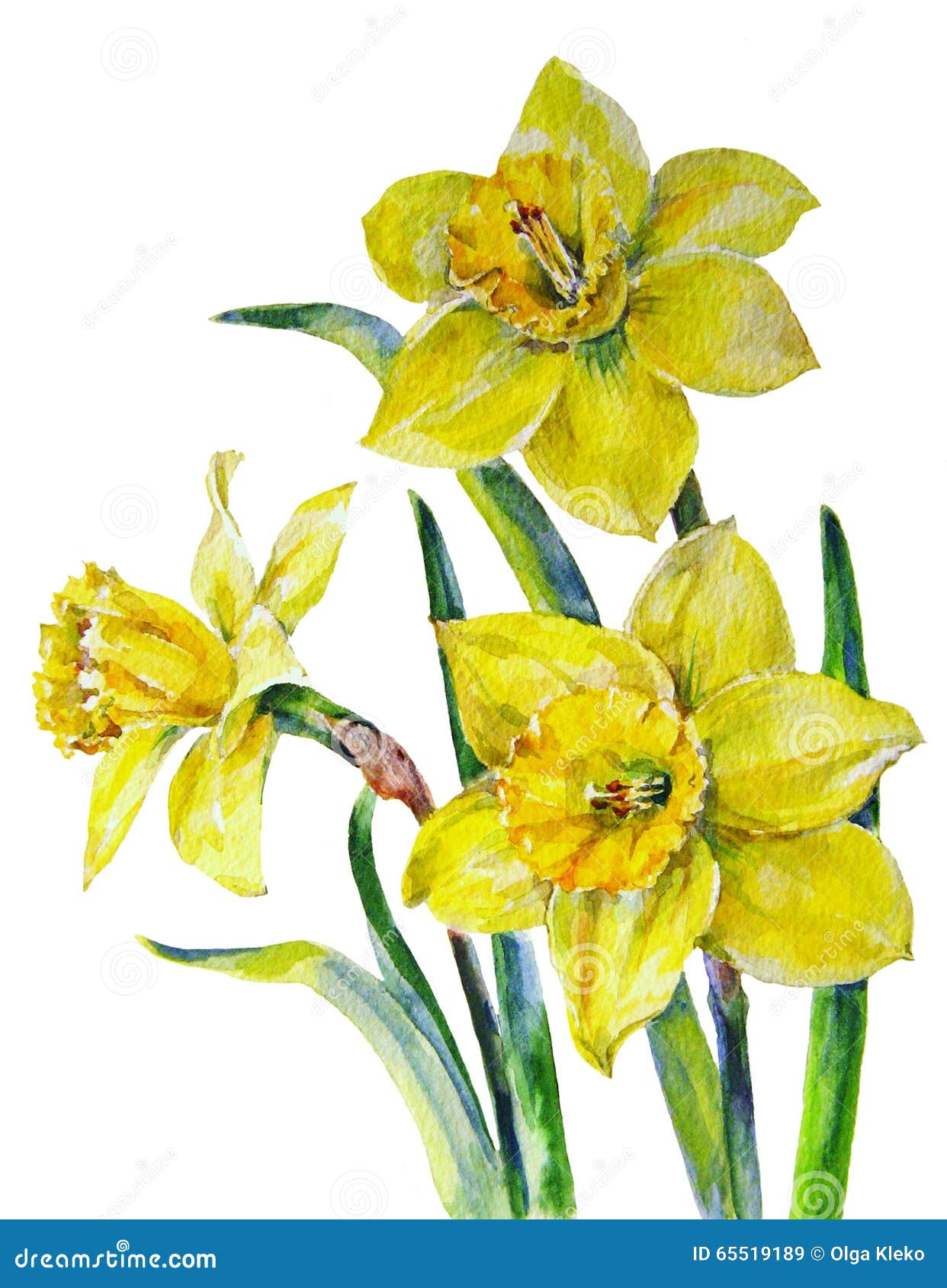 Fleurs De Jonquille, Aquarelle, Modèle Illustration Stock - Illustration du  lumineux, conception: 65519189