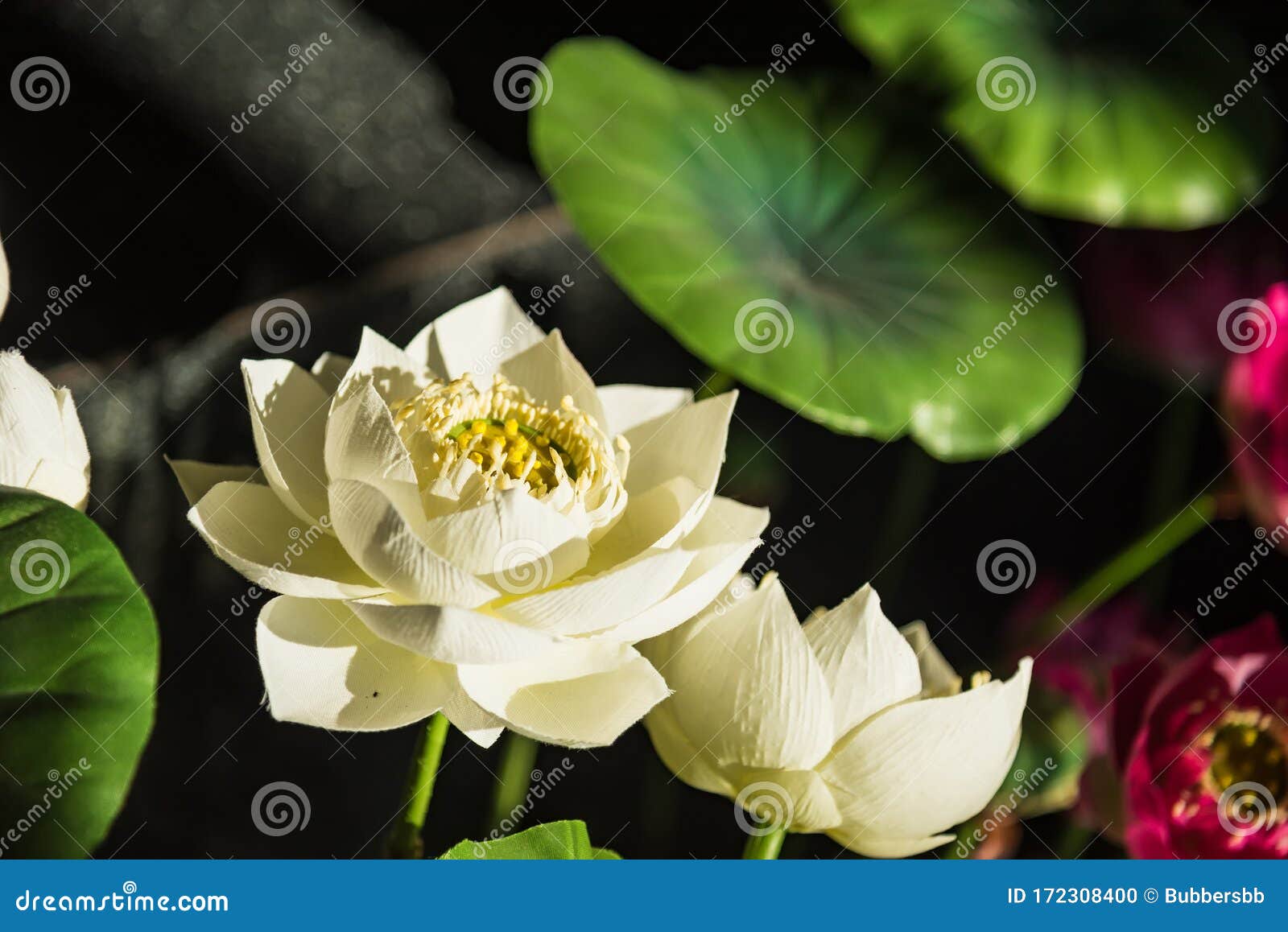 Les fleurs de lotus en Thaïlande