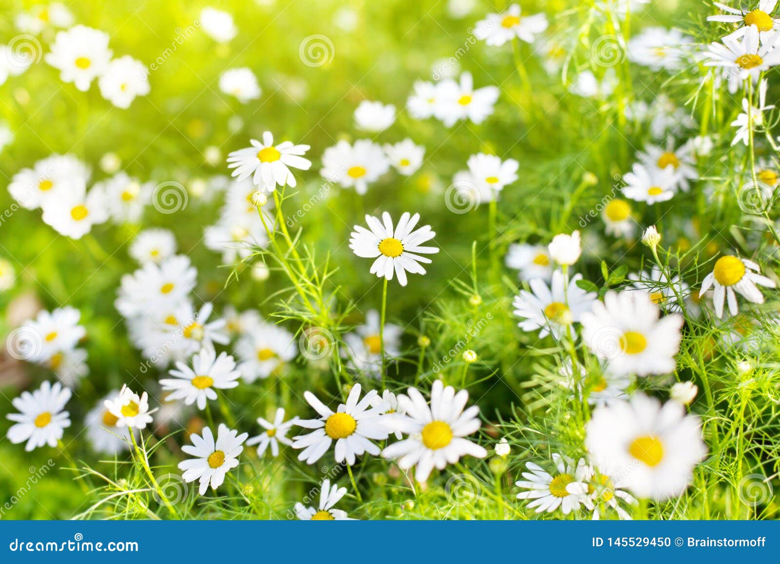 Fleurs De Marguerite Blanche Sur La Fin Brouillée De Fond D'herbe Verte Et  De Lumière Du Soleil, Pré De Fleur De Fleur De Camo Photo stock - Image du  nature, herbe: 145529450