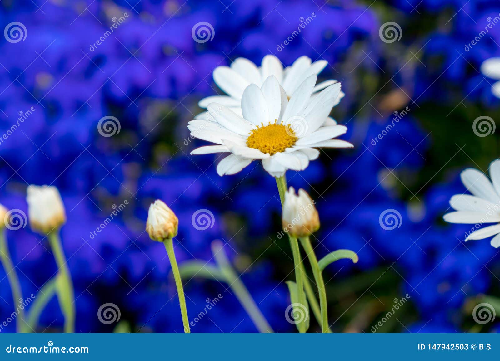 Fleurs De Marguerites De Fleur De Marguerite Blanches Sur Le Fond Bleu  Image stock - Image du cadeau, main: 147942503