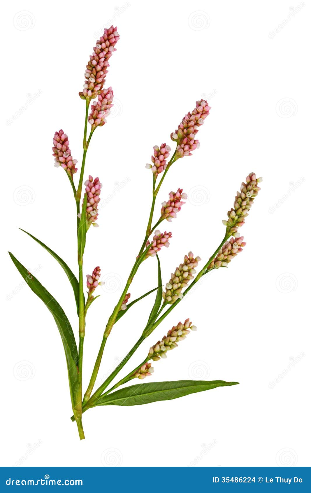 Fleurs De Mauvaise Herbe De Noeud Photo Stock Image Du Velu Blanc 35486224