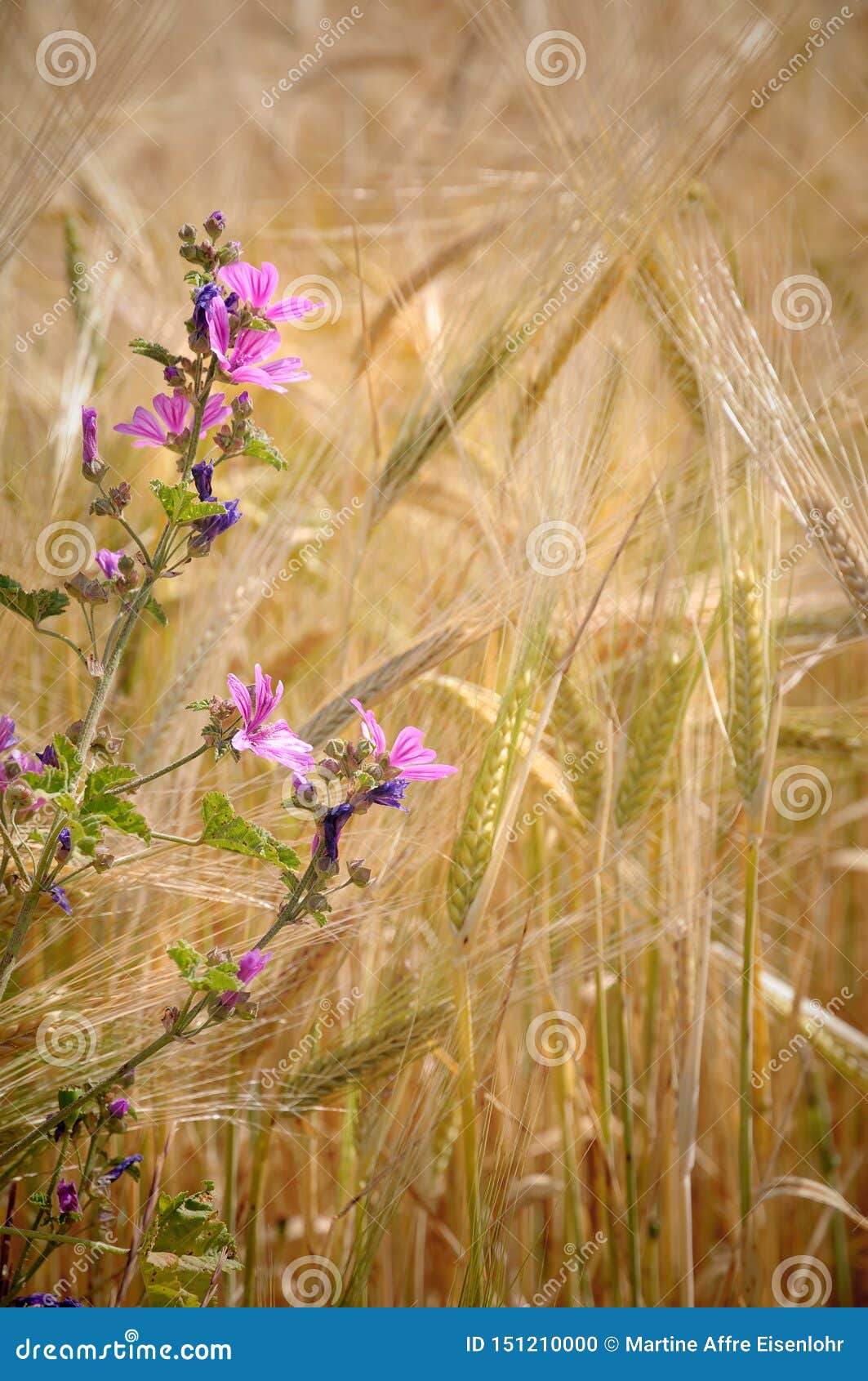 Fleurs De Mauve Au Milieu D'un Champ De Blé Photo stock - Image du saison,  fleuraison: 151210000