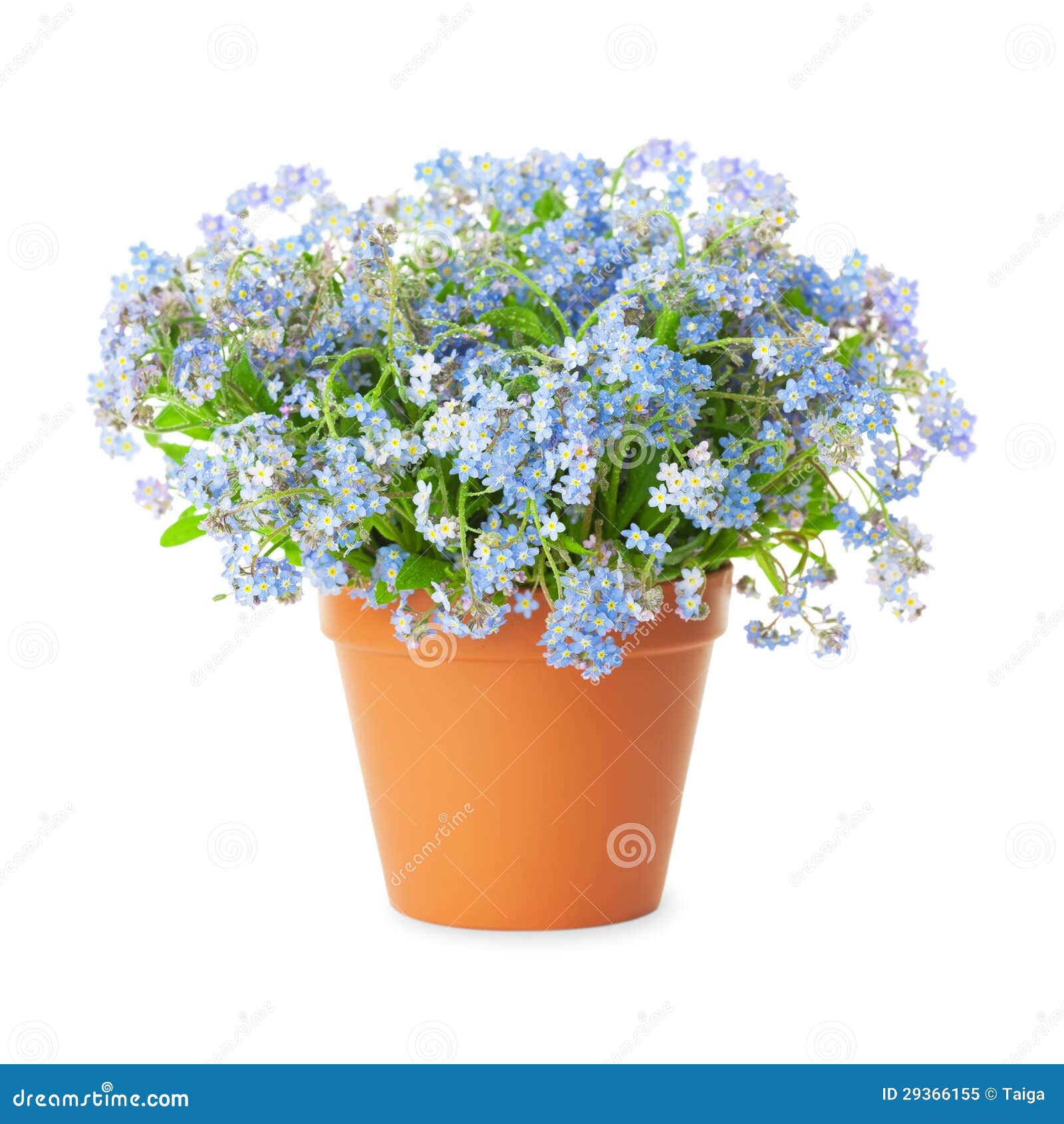 3 Spille Franc-Maçon Myosotis - Smalto Blu Giallo, Diamanti 8-10-12mm, Gioielleria Bobijoo - Foto 9