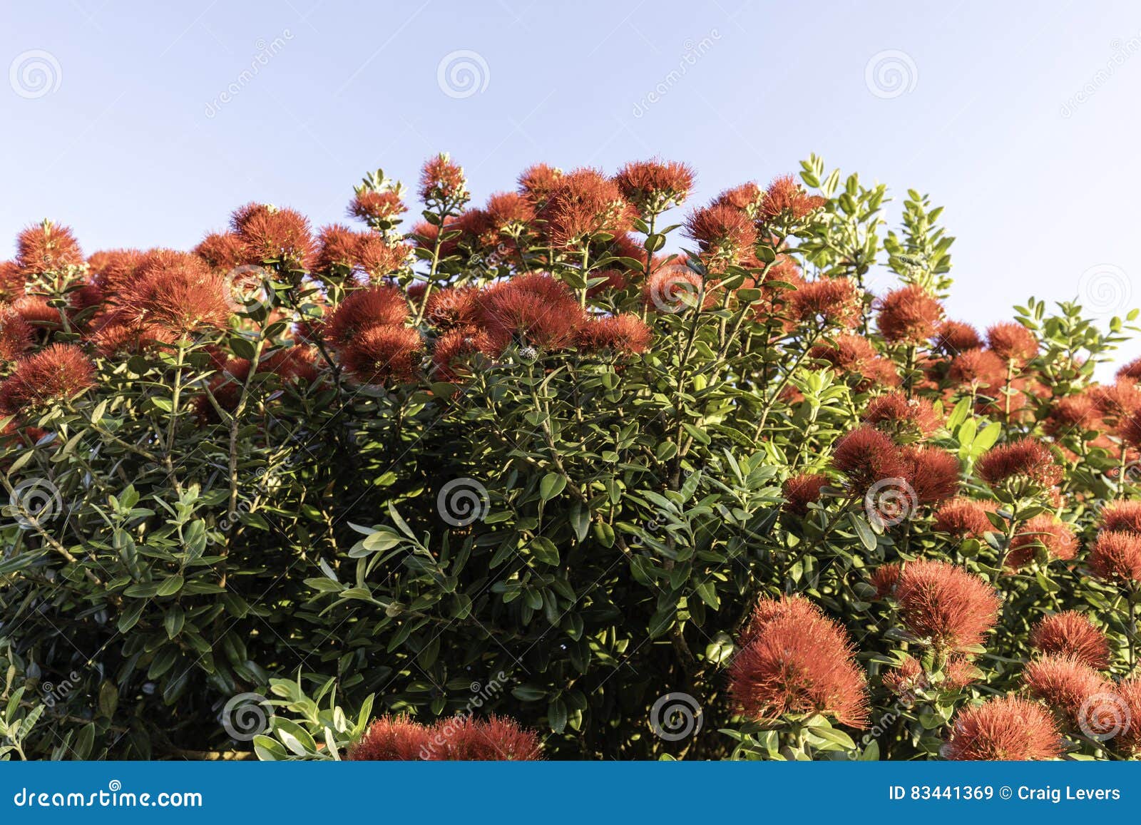 Fleurs De Pohutukawa Image Stock Image Du Décembre Fleur