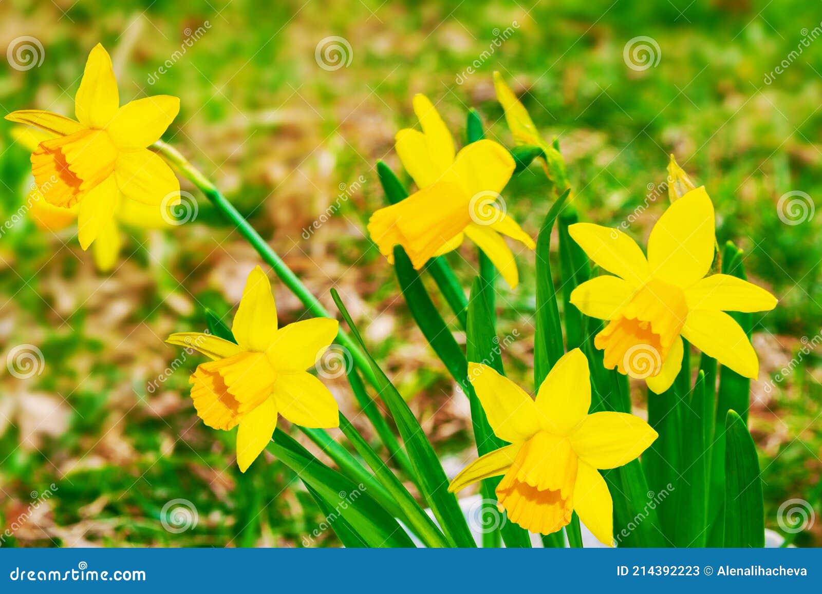 Fleurs De Printemps De Jonquilles. Fleurs Vives Et Colorées Image stock -  Image du zone, fleur: 214392223